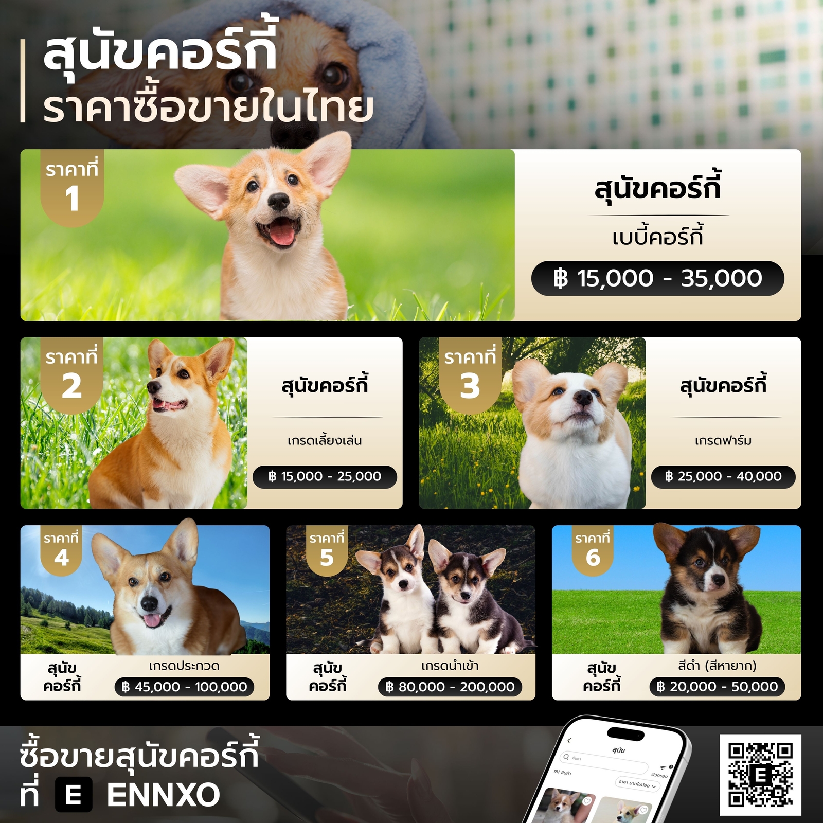 สุนัขคอร์กี้ ราคาเท่าไหร่