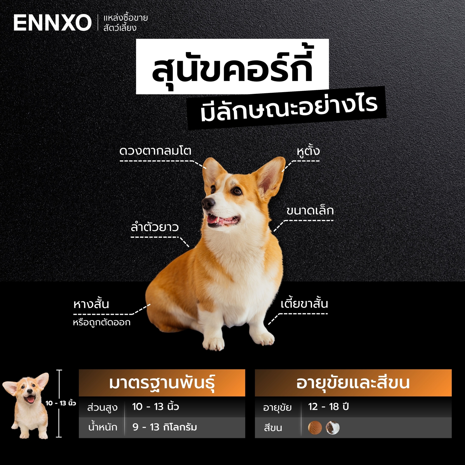 สุนัขคอร์กี้ แท้ทั้งหมดมีลักษณะอย่างไร