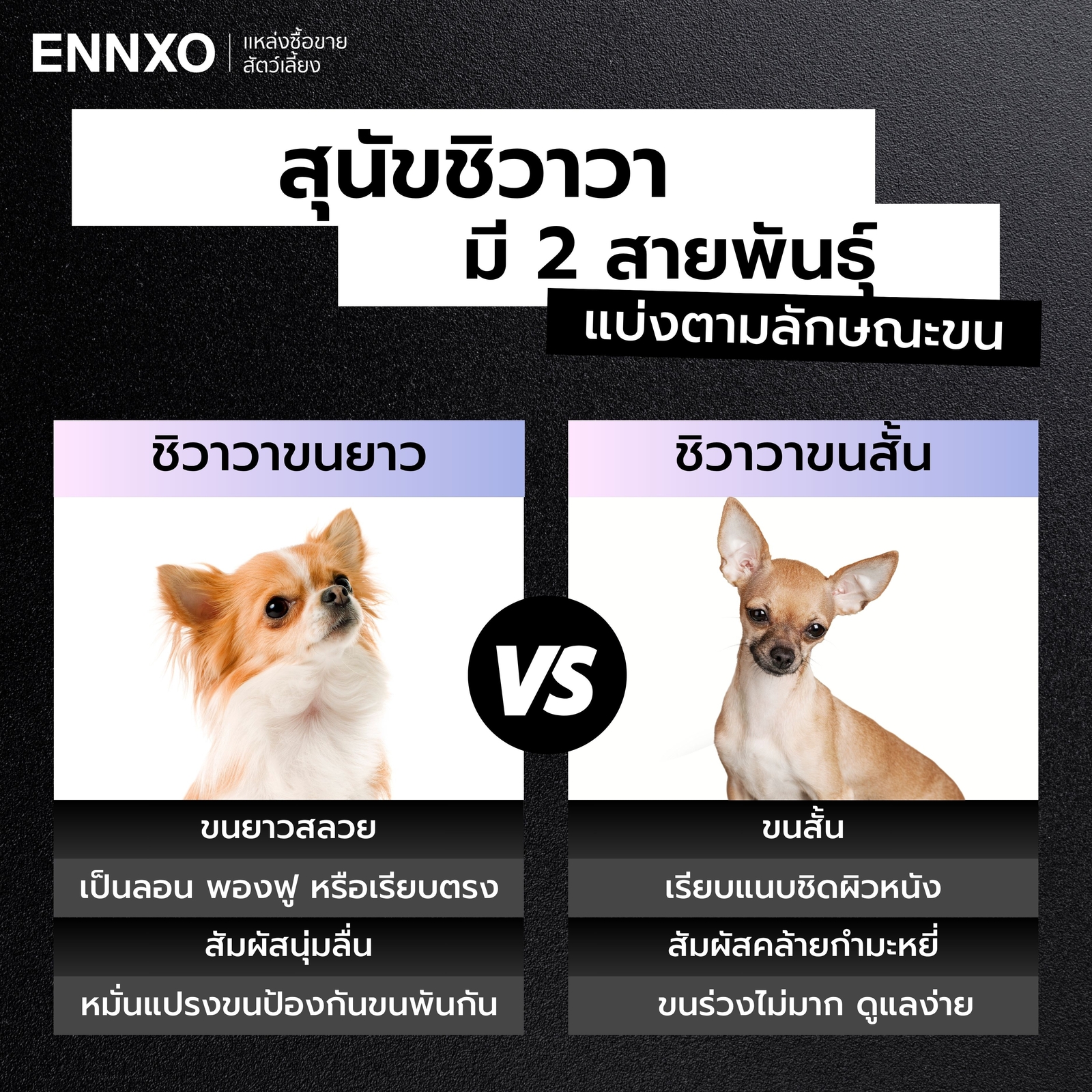 ชิวาวา มีกี่สายพันธุ์