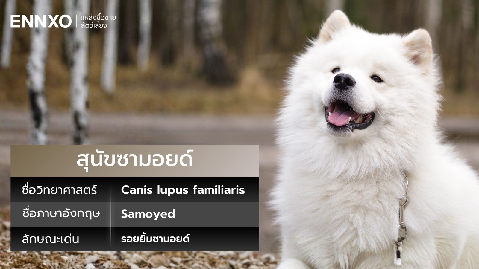 สุนัขซามอยด์-ชื่อวิทยาศาสตร์และภาษาอังกฤษ