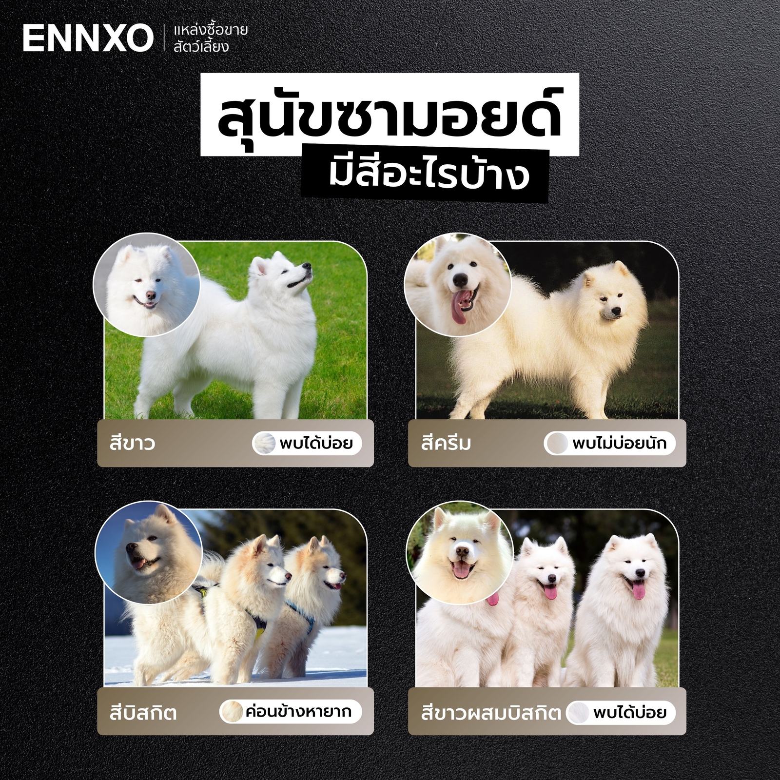 สุนัขซามอยด์-มีสีอะไรบ้าง