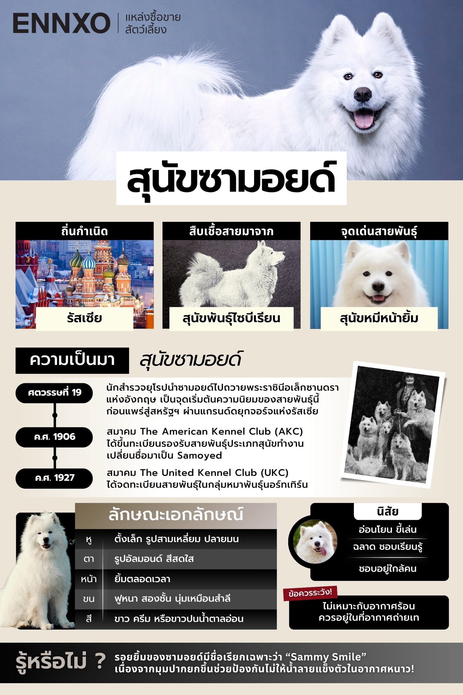 สุนัขซามอยด์-เลี้ยงในไทยได้ไหม-ข้อดี---ข้อเสีย