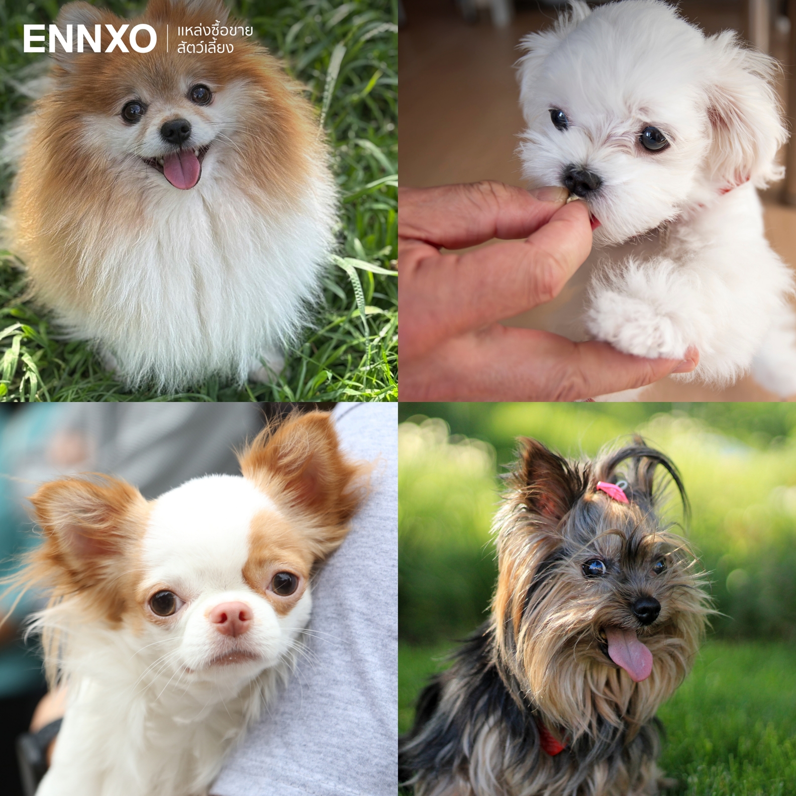 รูปสุนัขตัวเล็ก