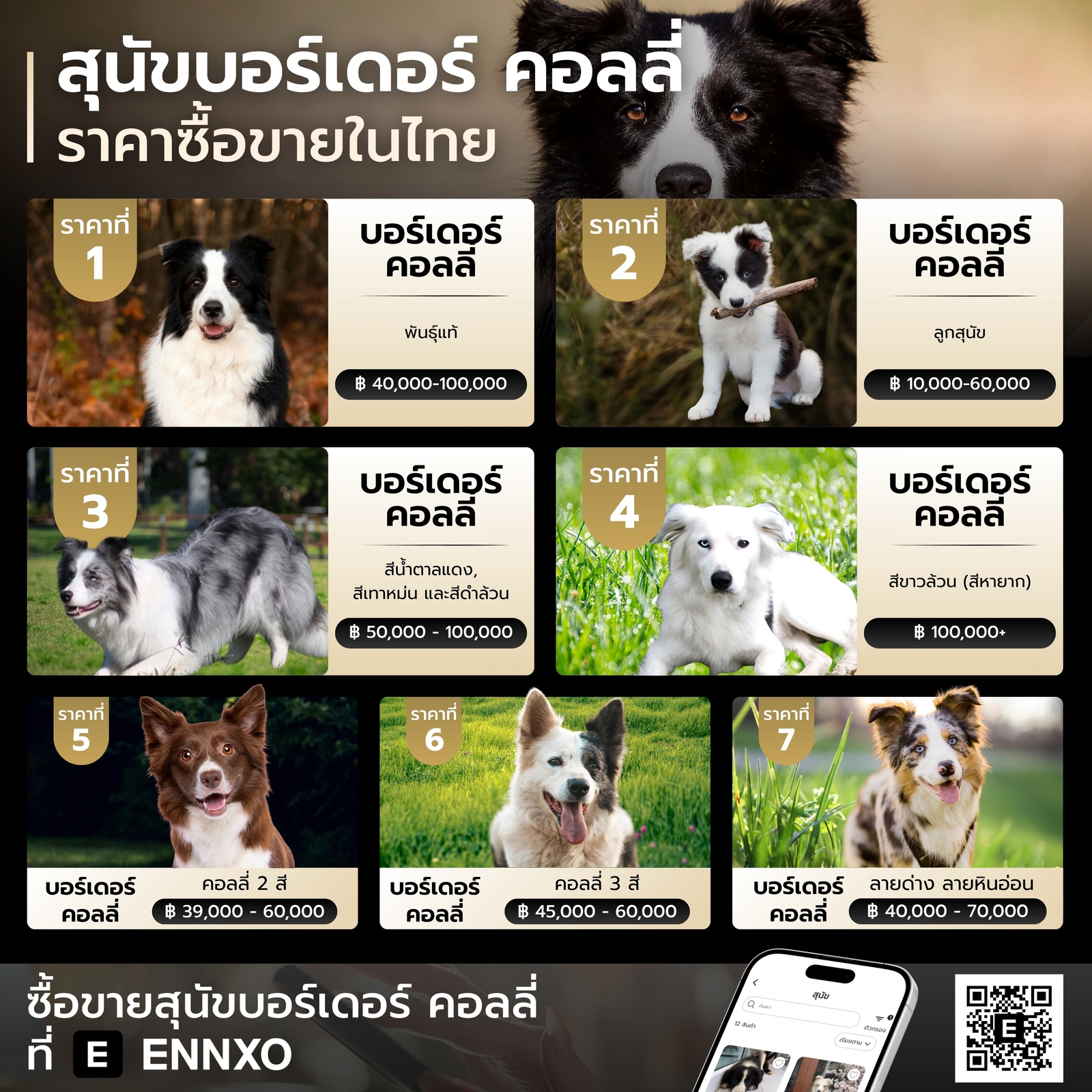 สุนัขบอร์เดอร์ คอลลี่ ราคาเท่าไหร่