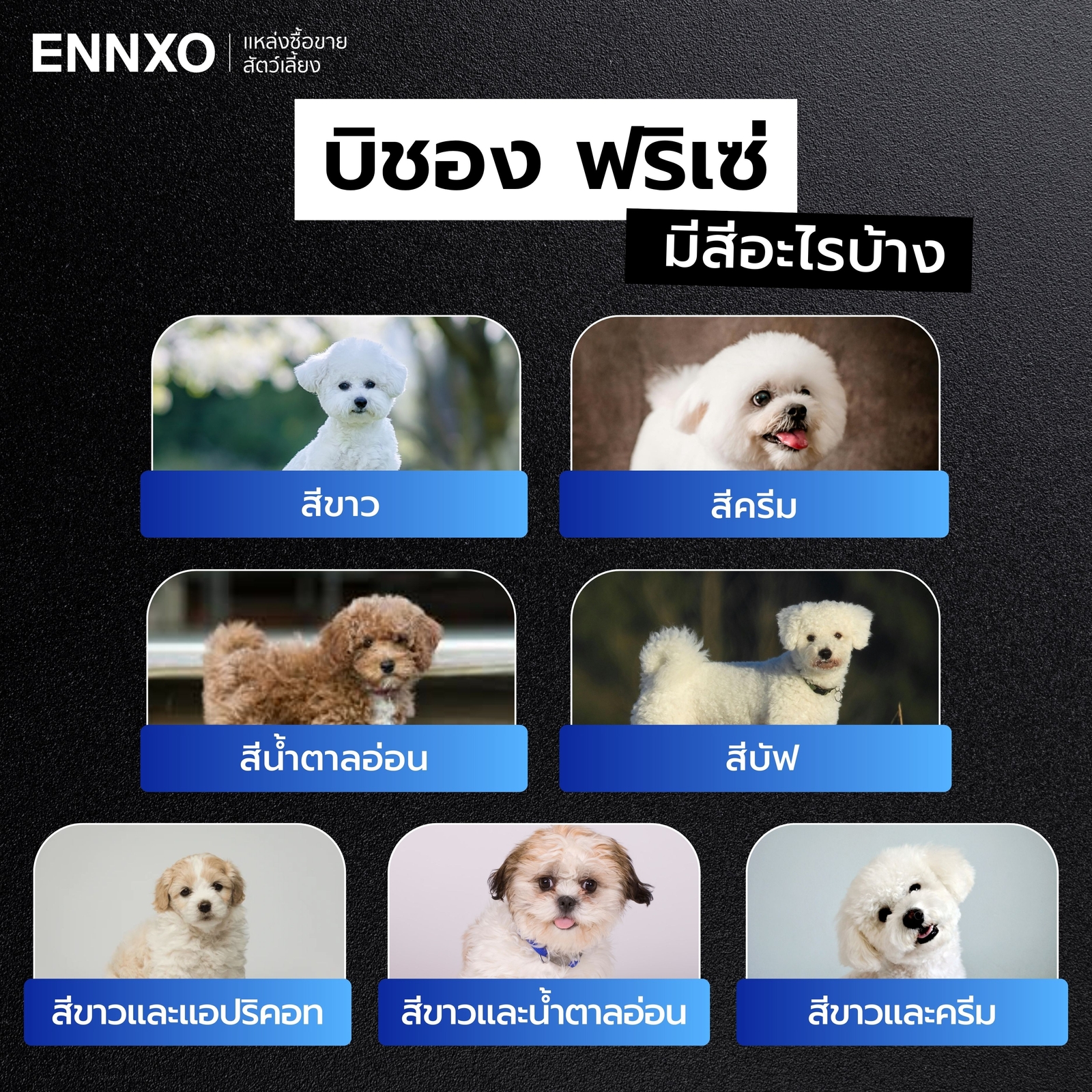 สุนัขบิชอง-ฟริเซ่-มีสีอะไรบ้าง