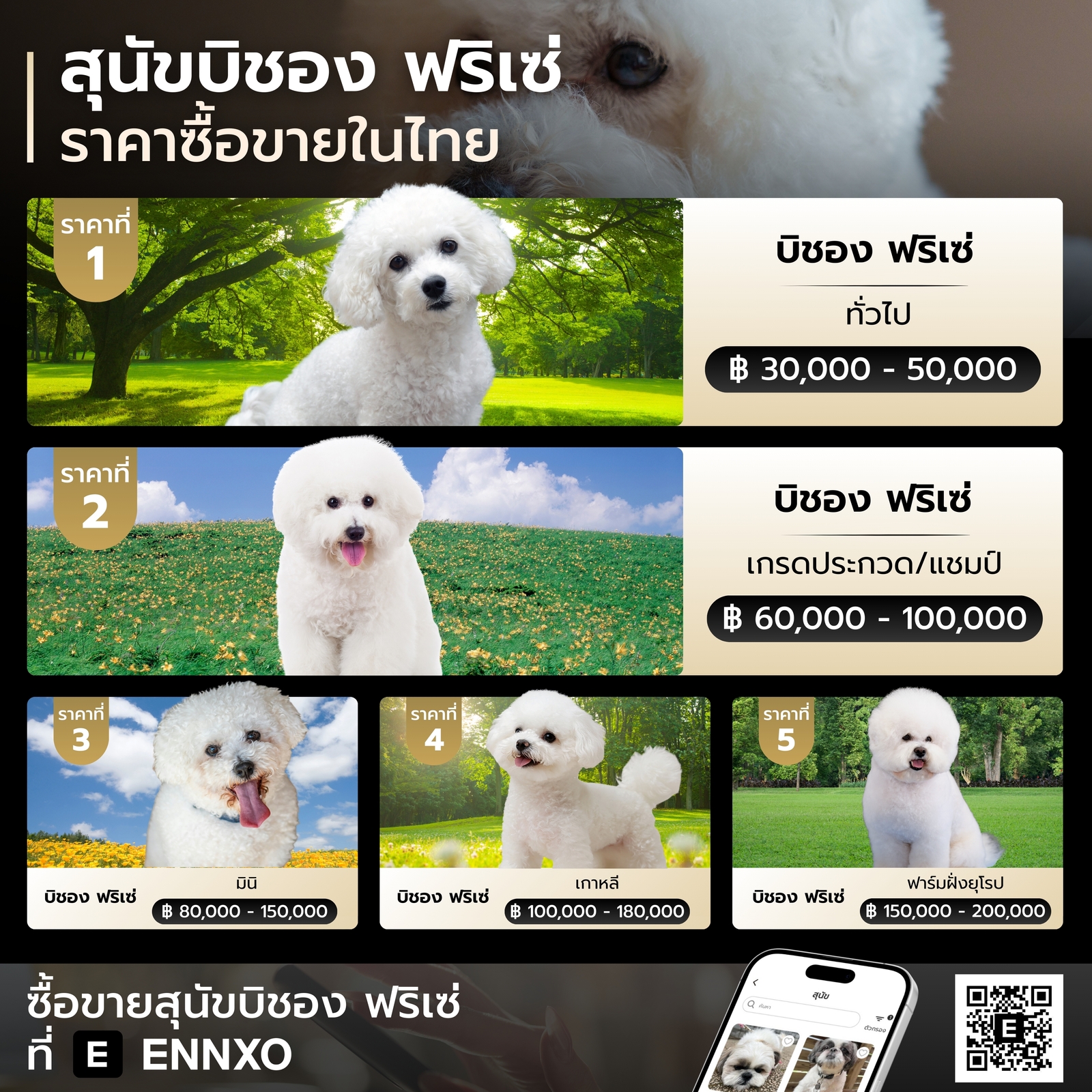 ราคาของสุนัขบิชอง ฟริเซ่ เท่าไหร่