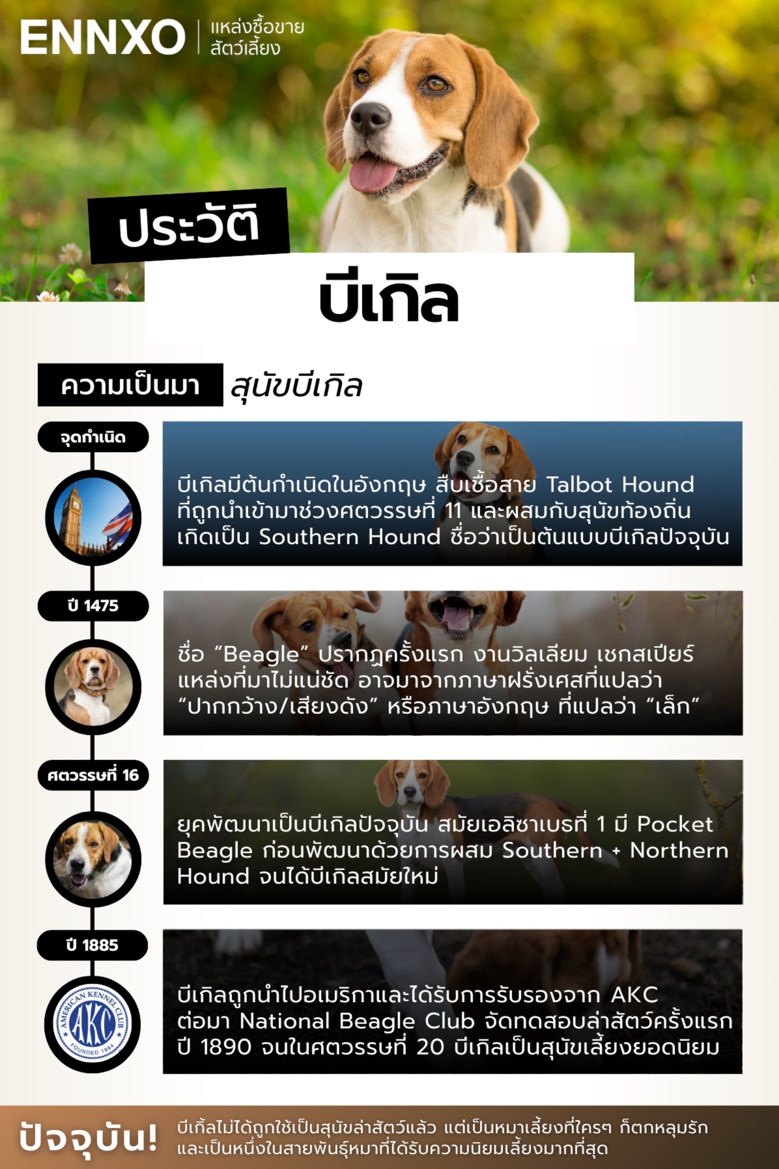 ประวัติของสุนัขบีเกิ่ลเป็นอย่างไร