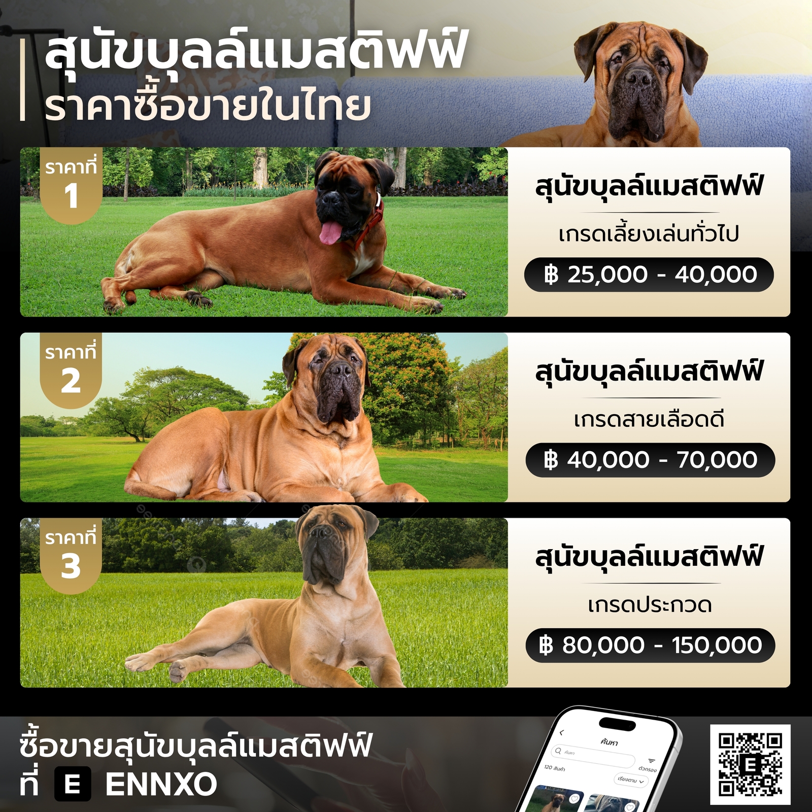ราคาสุนัขบุลล์แมสติฟฟ์ในไทย