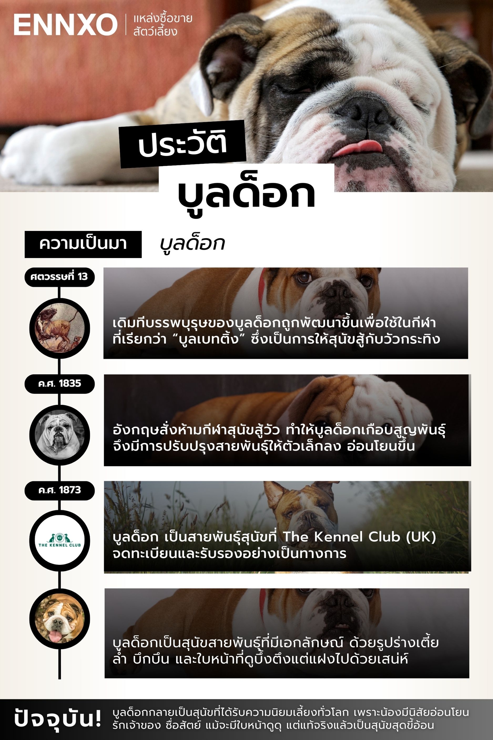 ประวัติความเป็นมาของบูลด็อก
