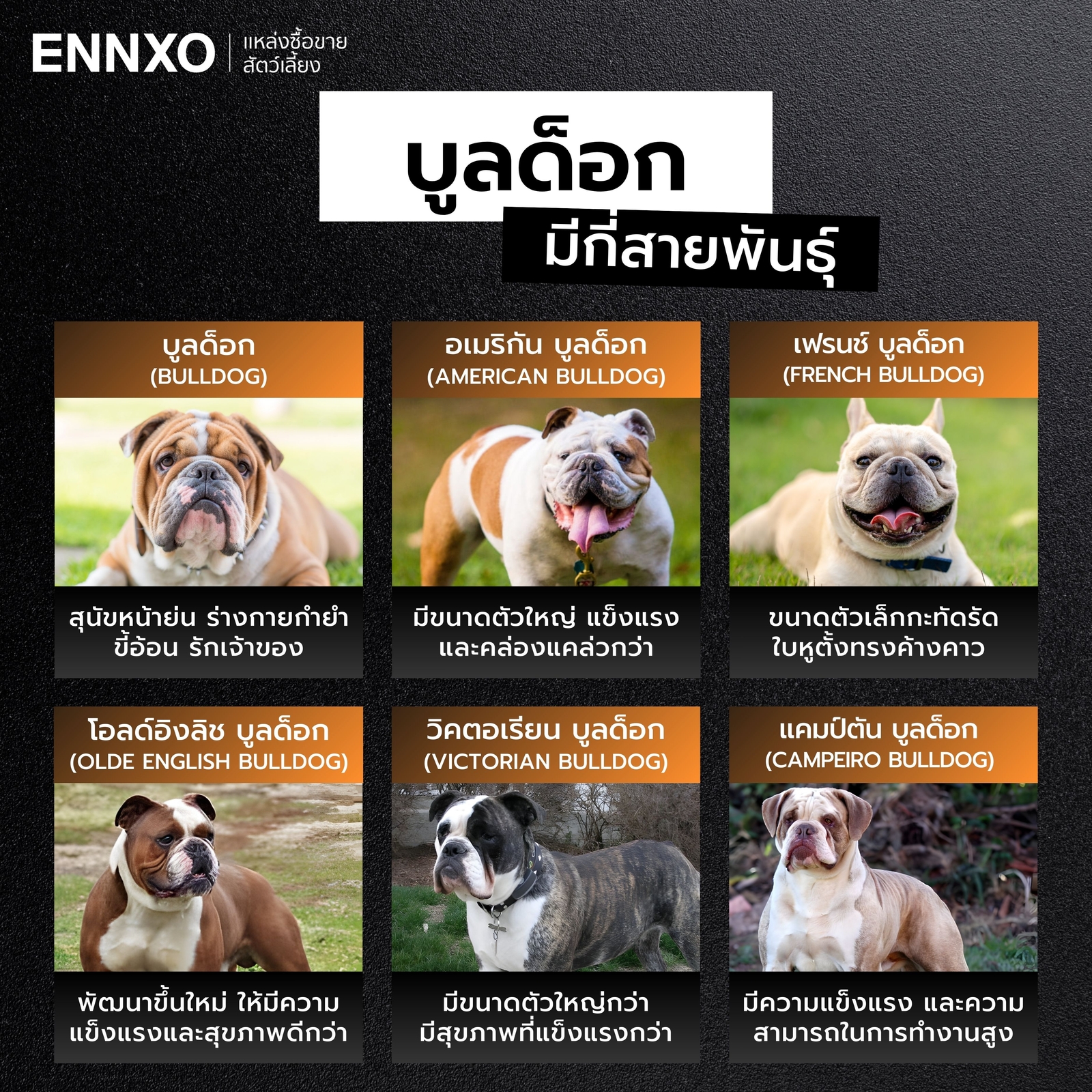 บูลด็อก มีกี่สายพันธุ์