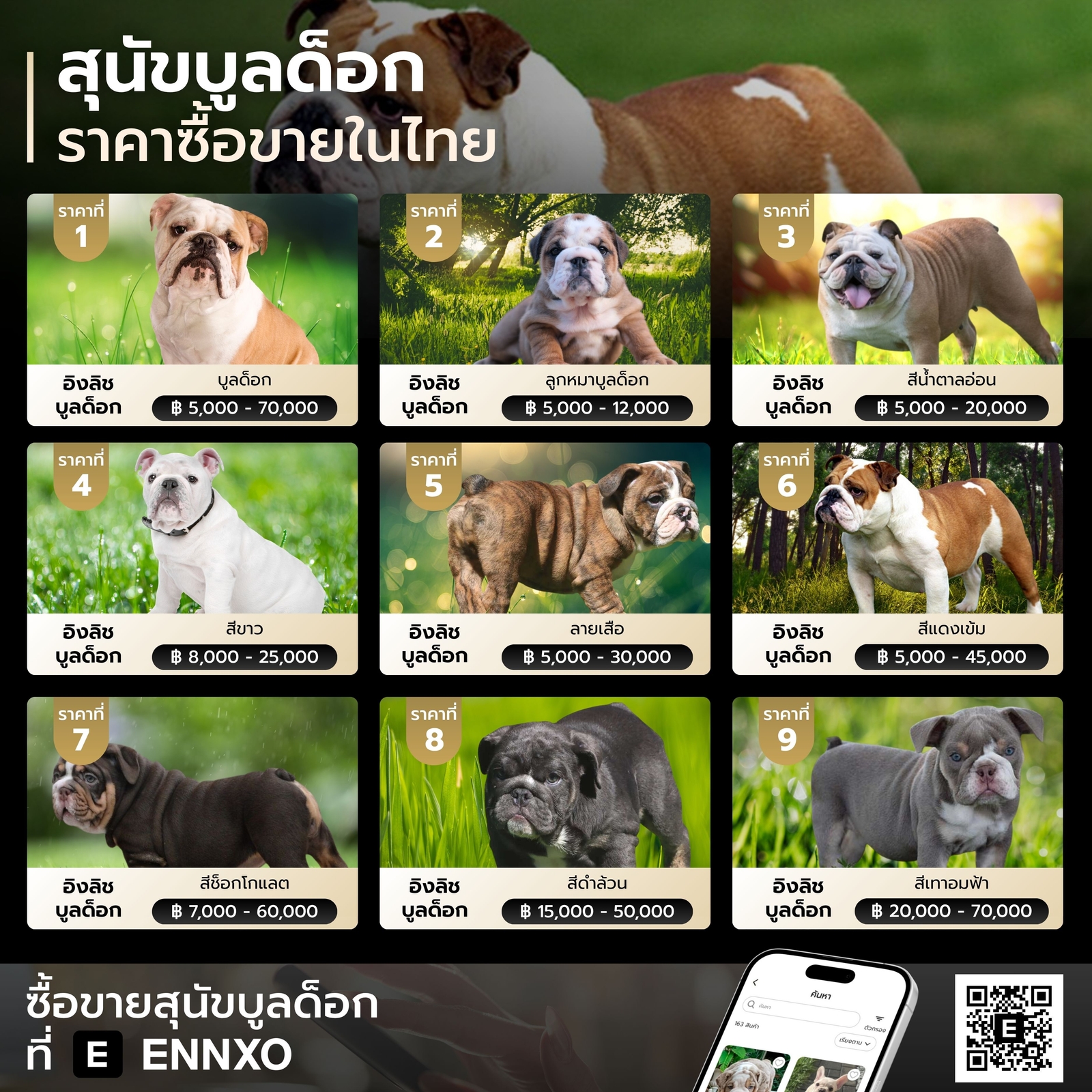 บูลด็อก ราคาเท่าไหร่