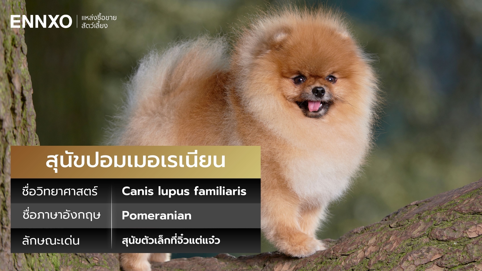 สุนัขปอมเมอเรเนียน ภาษาอังกฤษ