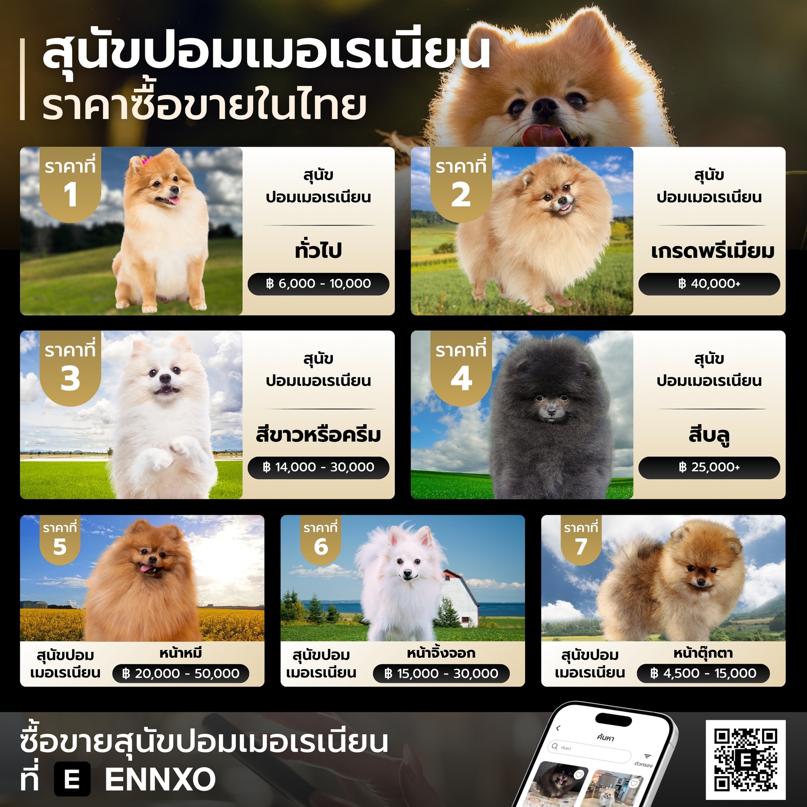 ราคาของสุนัขปอมเมอเรเนียน