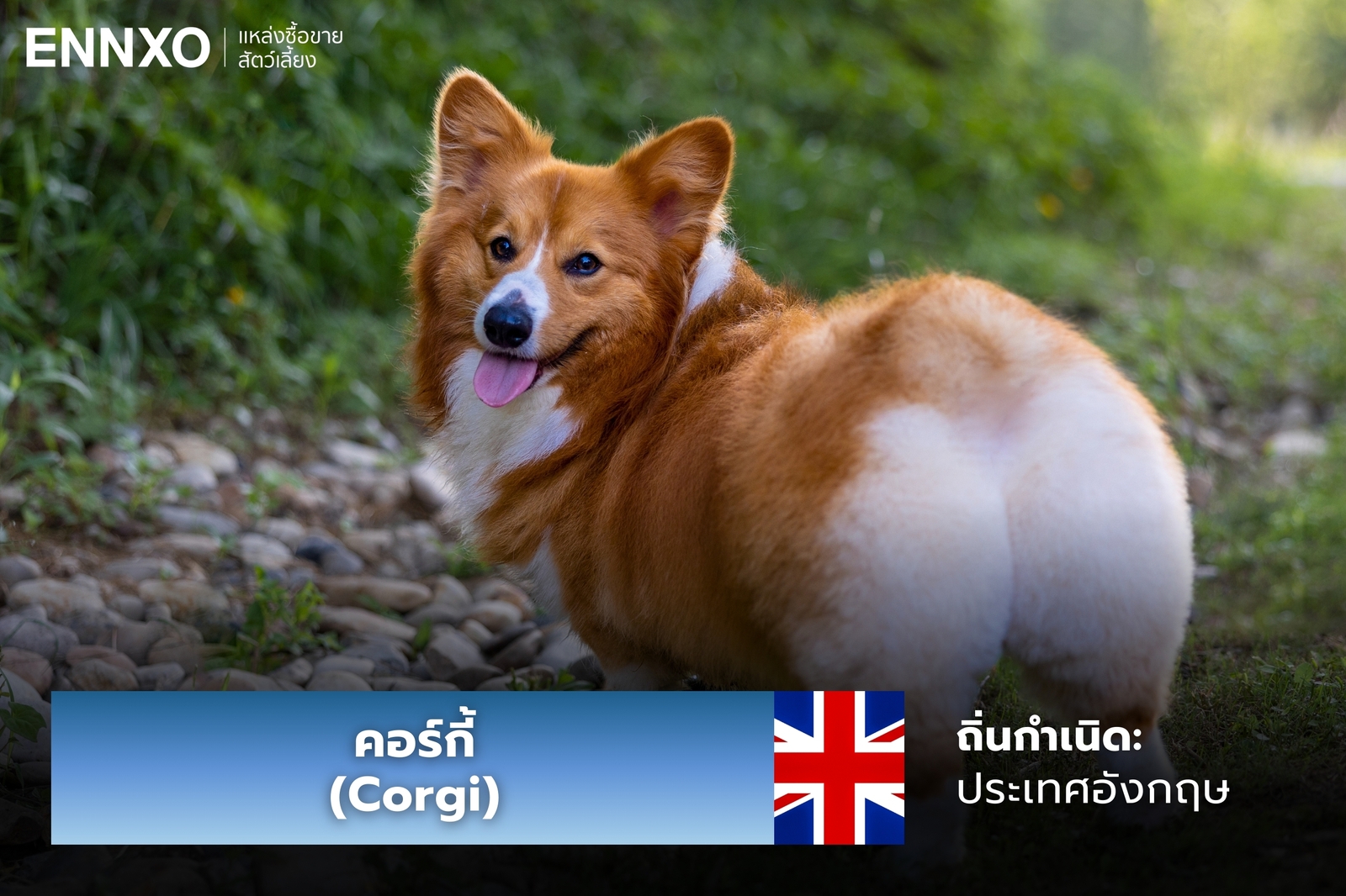 หมาคอร์กี้