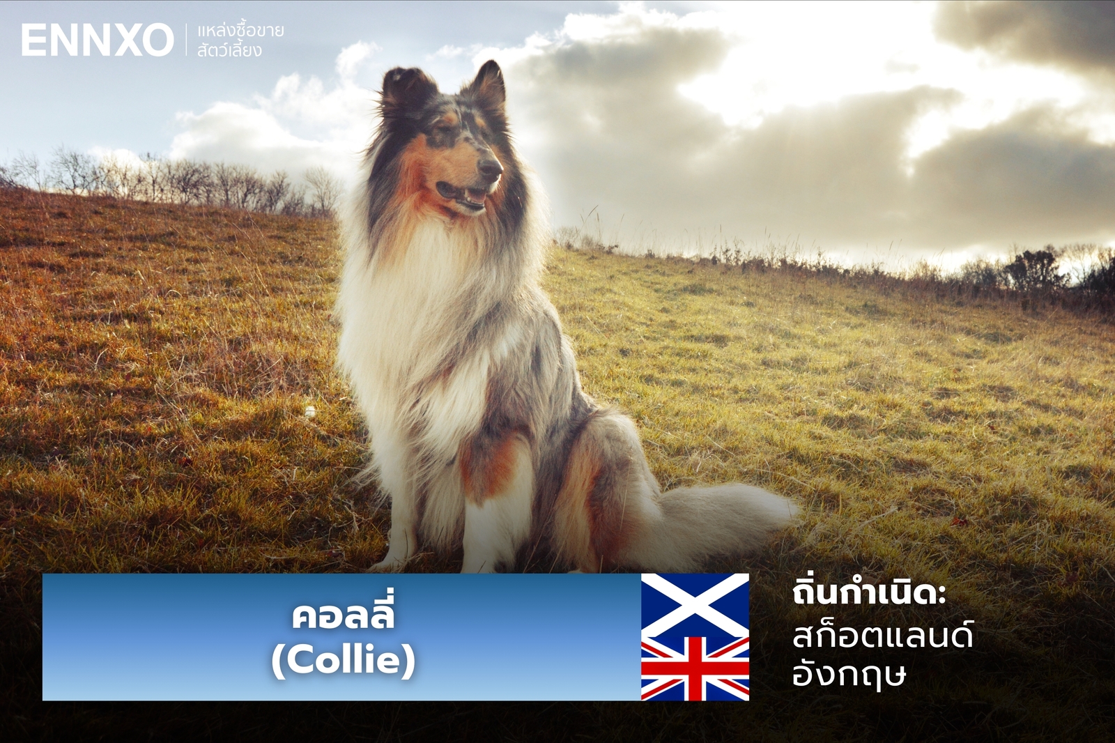 หมาคอลลี่