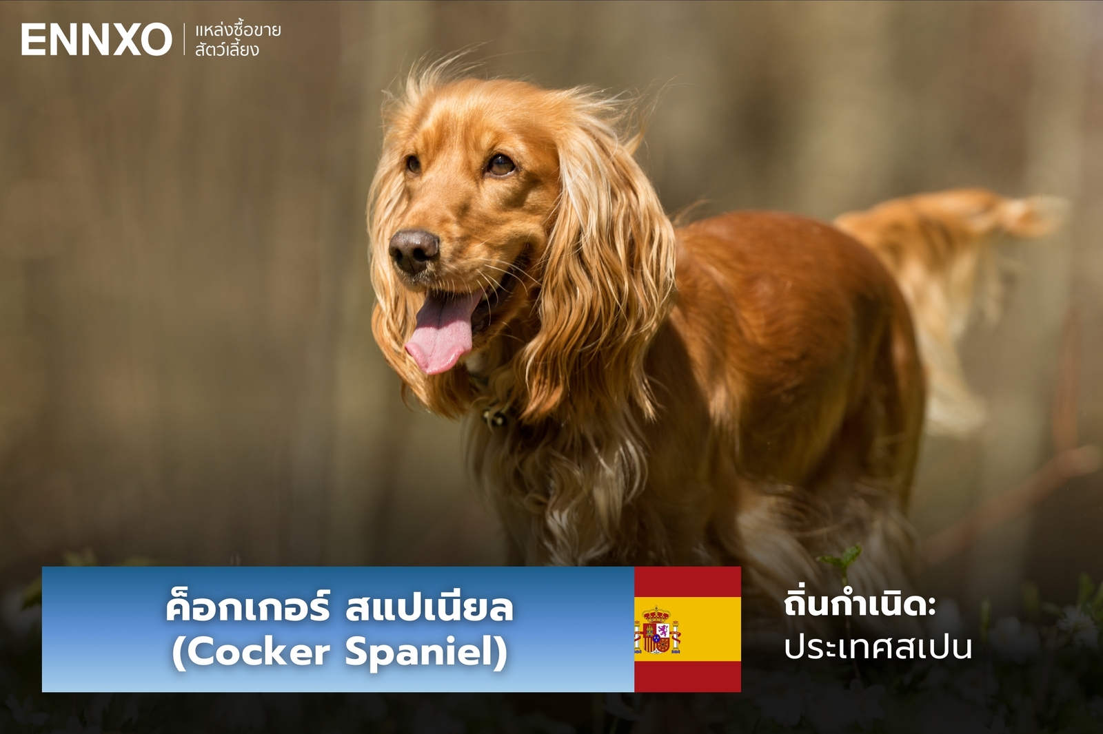 หมาค็อกเกอร์ สแปเนียล