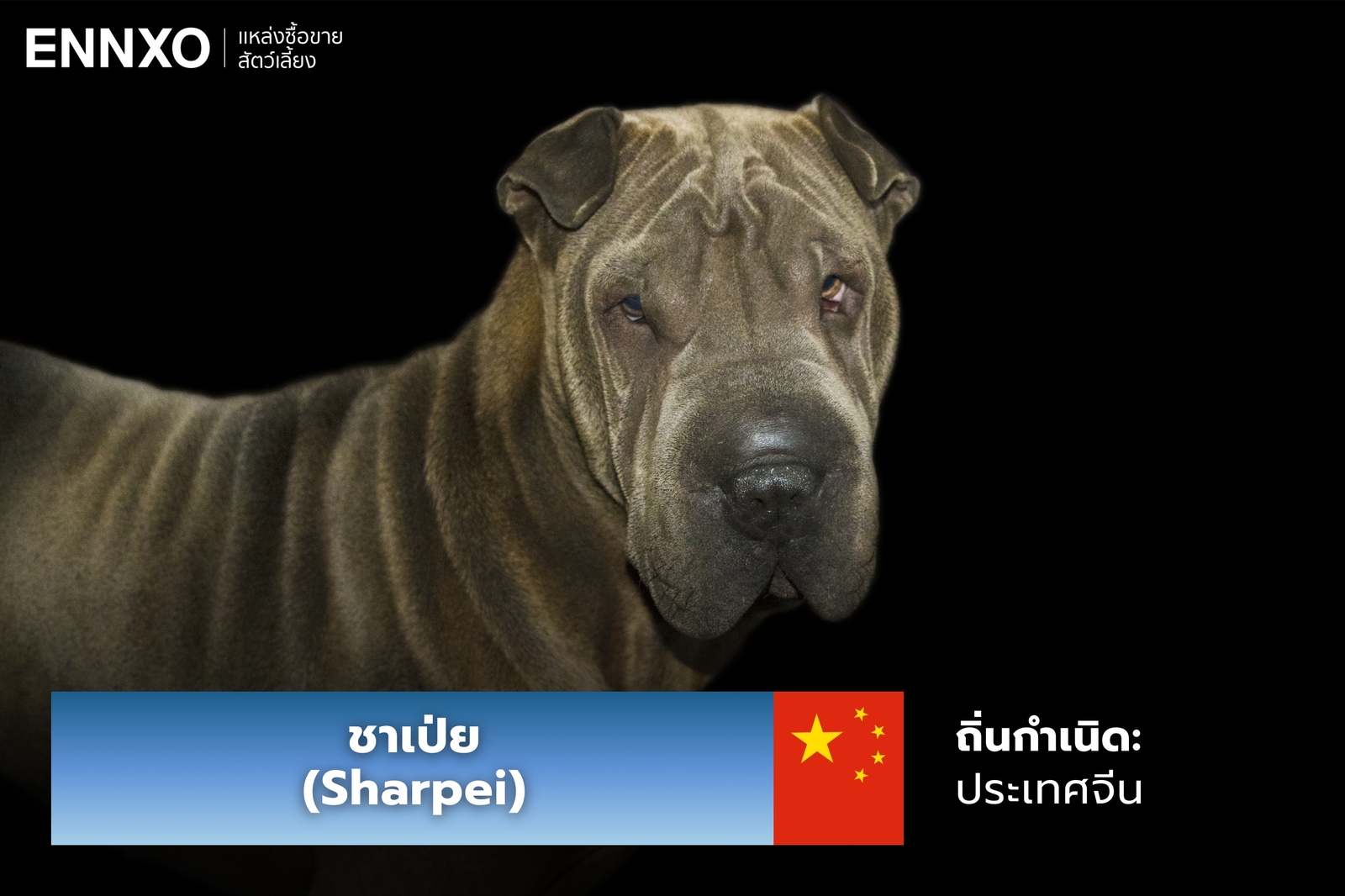 หมาชาเป่ย