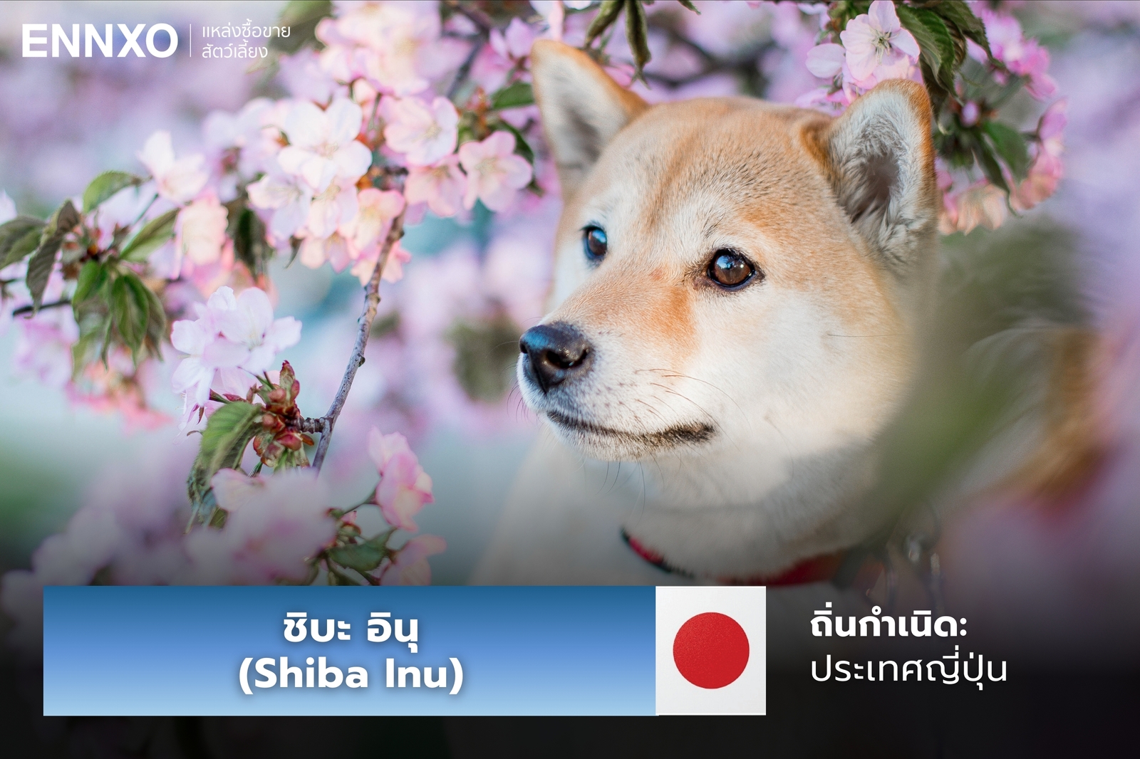 หมาชิบะ อินุ