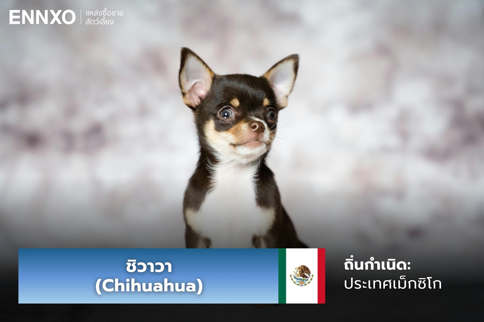 หมาชิวาวา