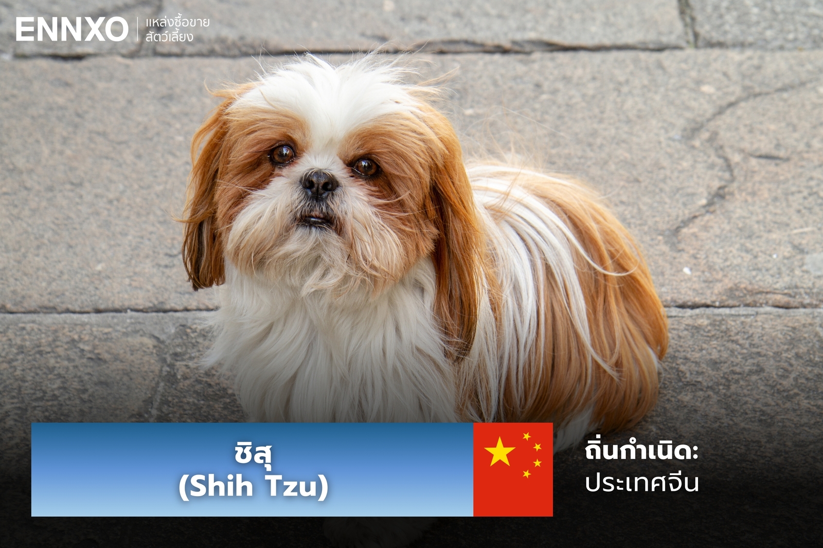 หมาชิสุ