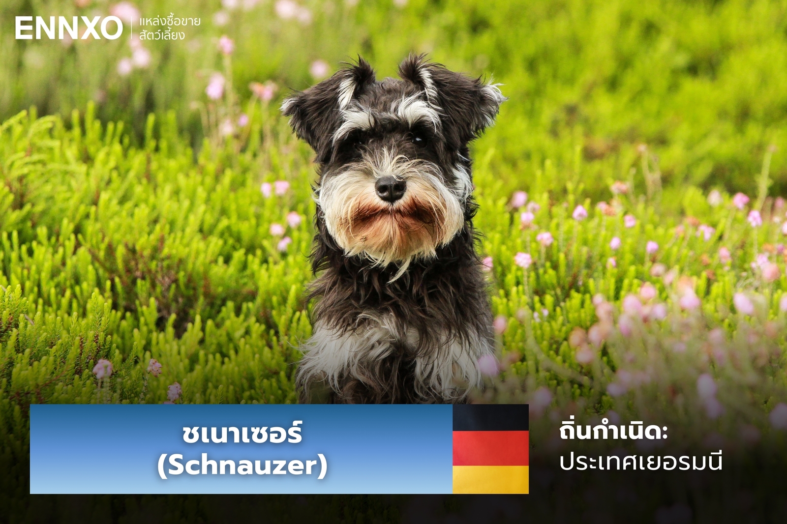 หมาชเนาเซอร์