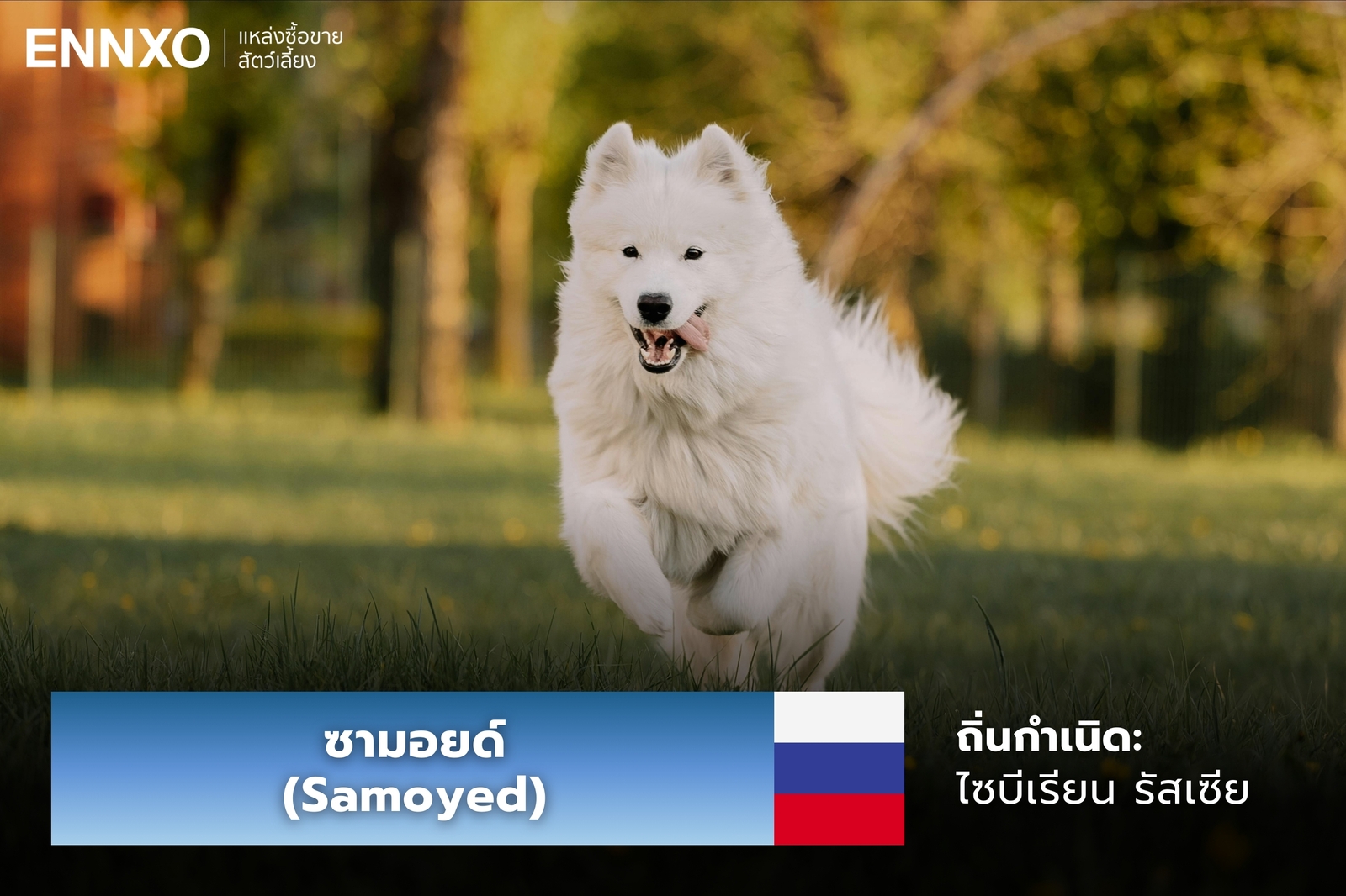 หมาซามอยด์