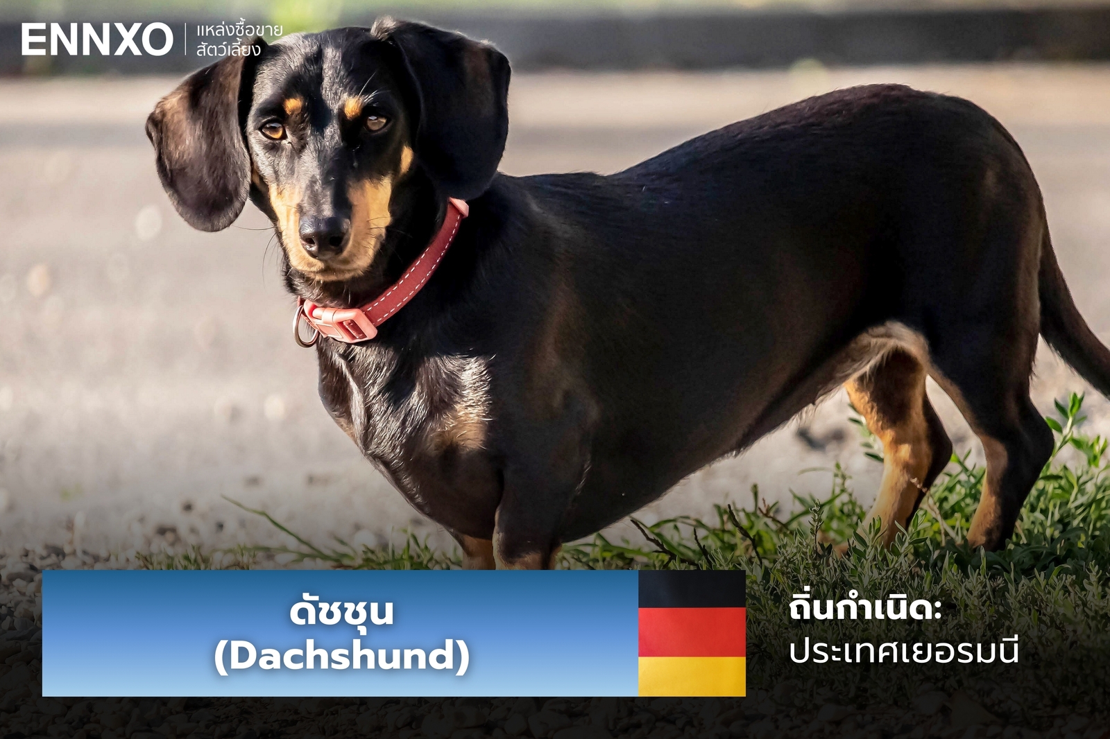 หมาดัชชุน