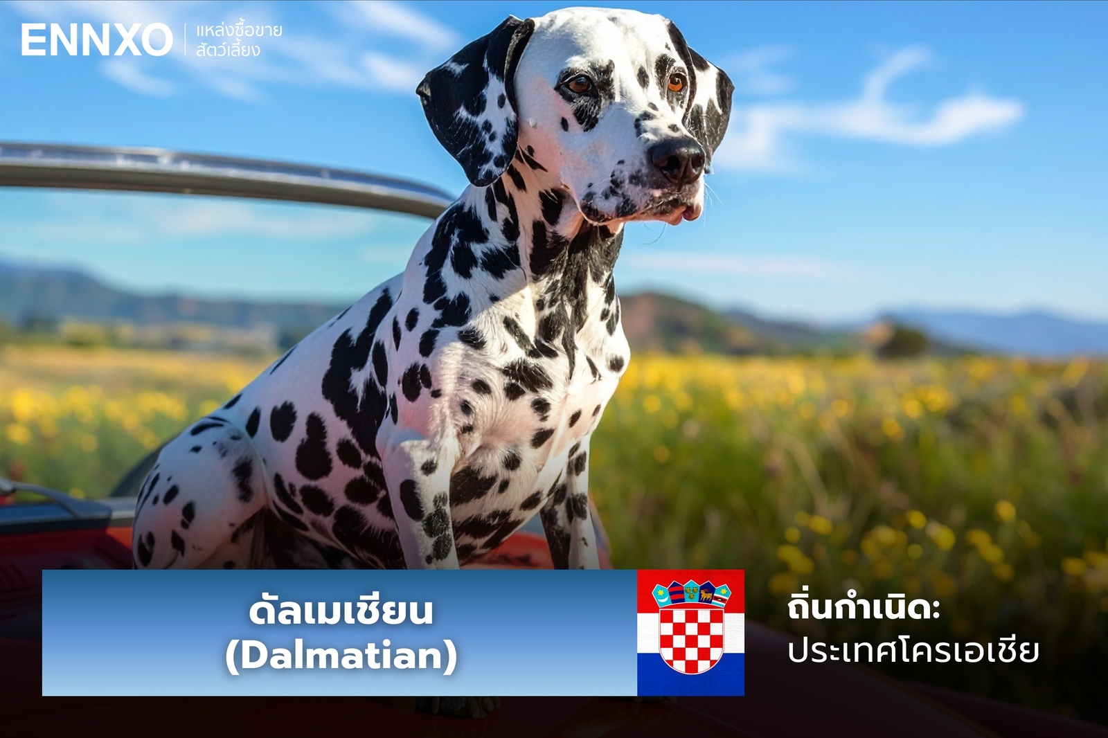 หมาดัลเมเชียน