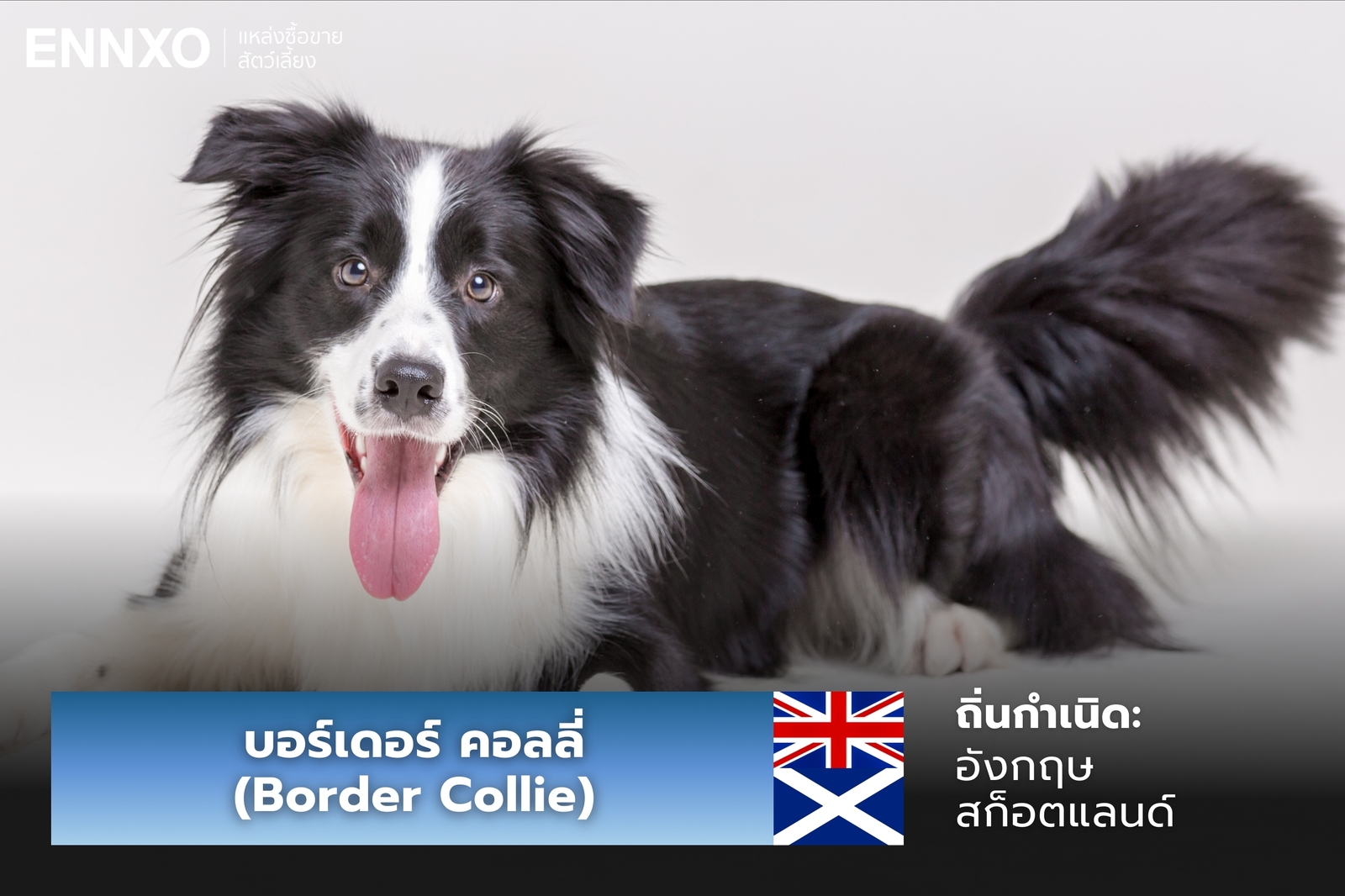 หมาบอร์เดอร์ คอลลี่