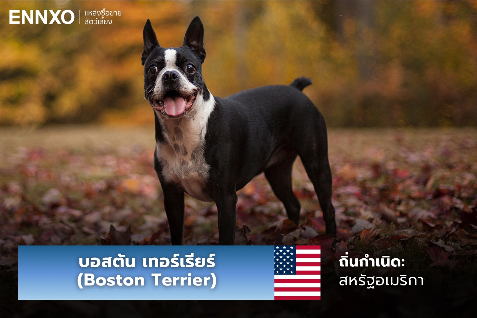 หมาบอสตัน เทอร์เรียร์
