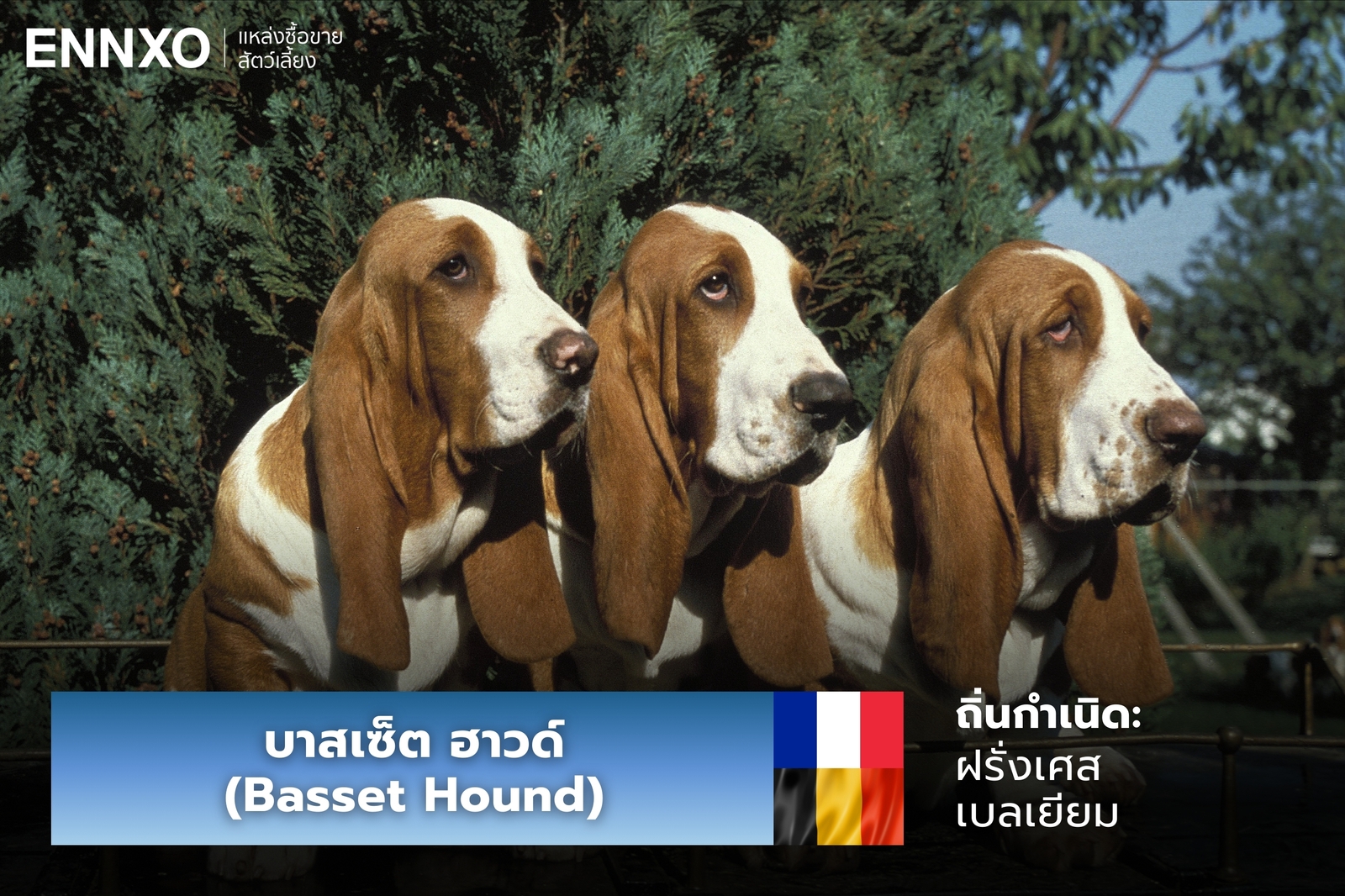 หมาบาสเซ็ต ฮาวด์