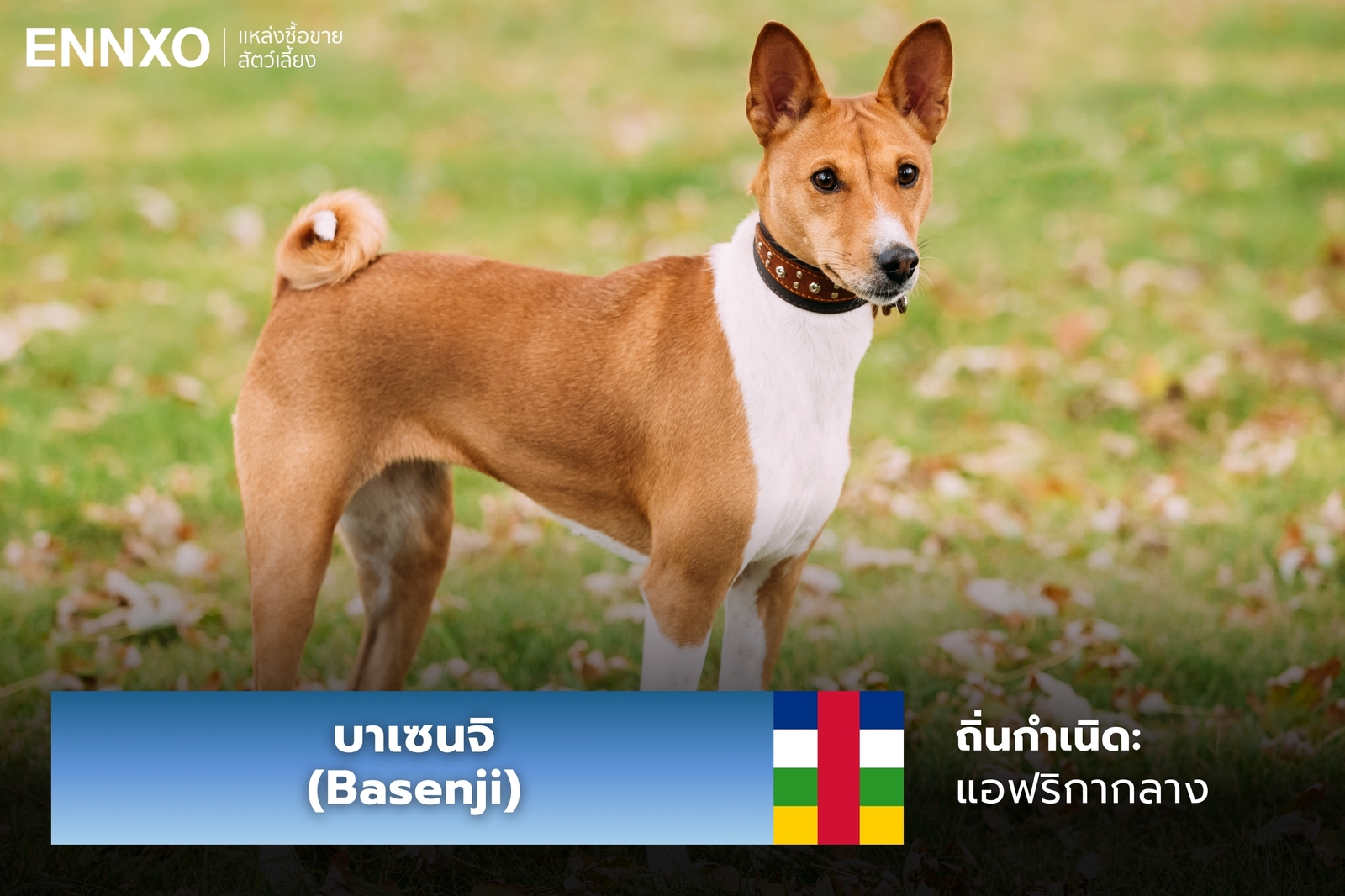 หมาบาเซนจิ