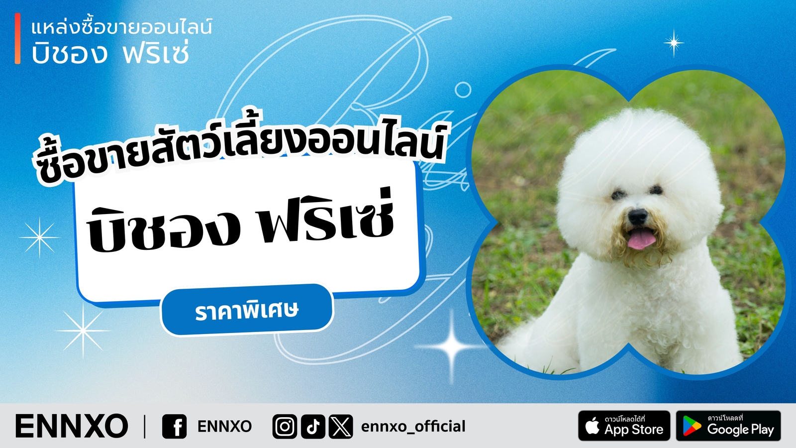 สุนัขพันธุ์บิชอง-ฟริเซ่-bichon-frise-ฟาร์มไทย-นําเข้า