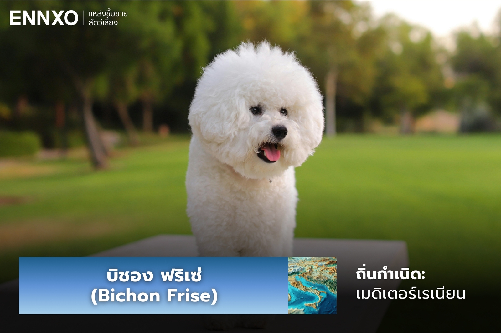 หมาบิชอง ฟริเซ่