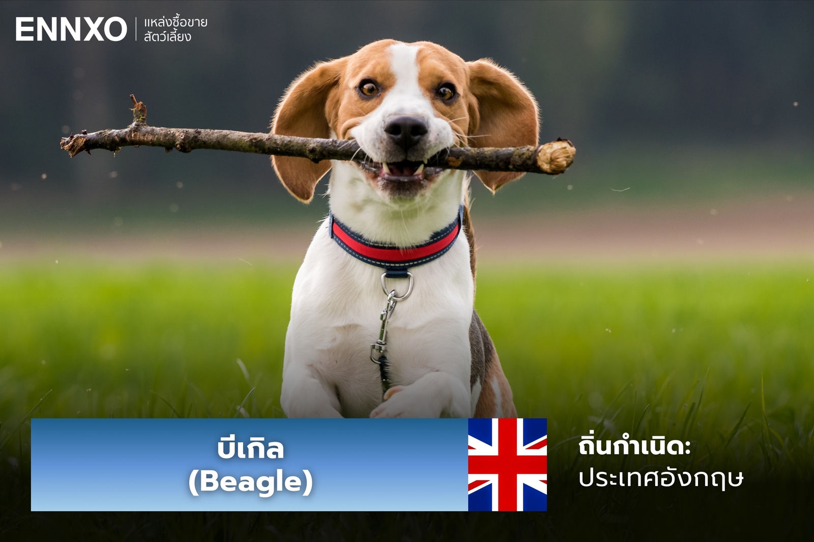 หมาบีเกิล