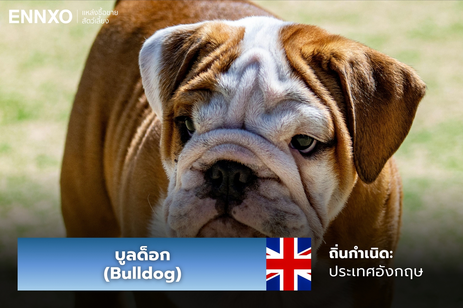 หมาบูลด็อก