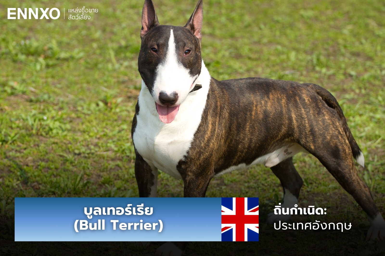 หมาบูลเทอร์เรีย