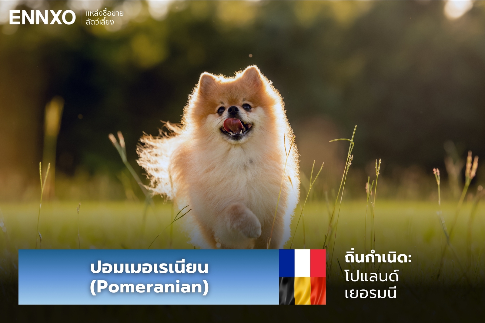 หมาปอมเมอเรเนียน