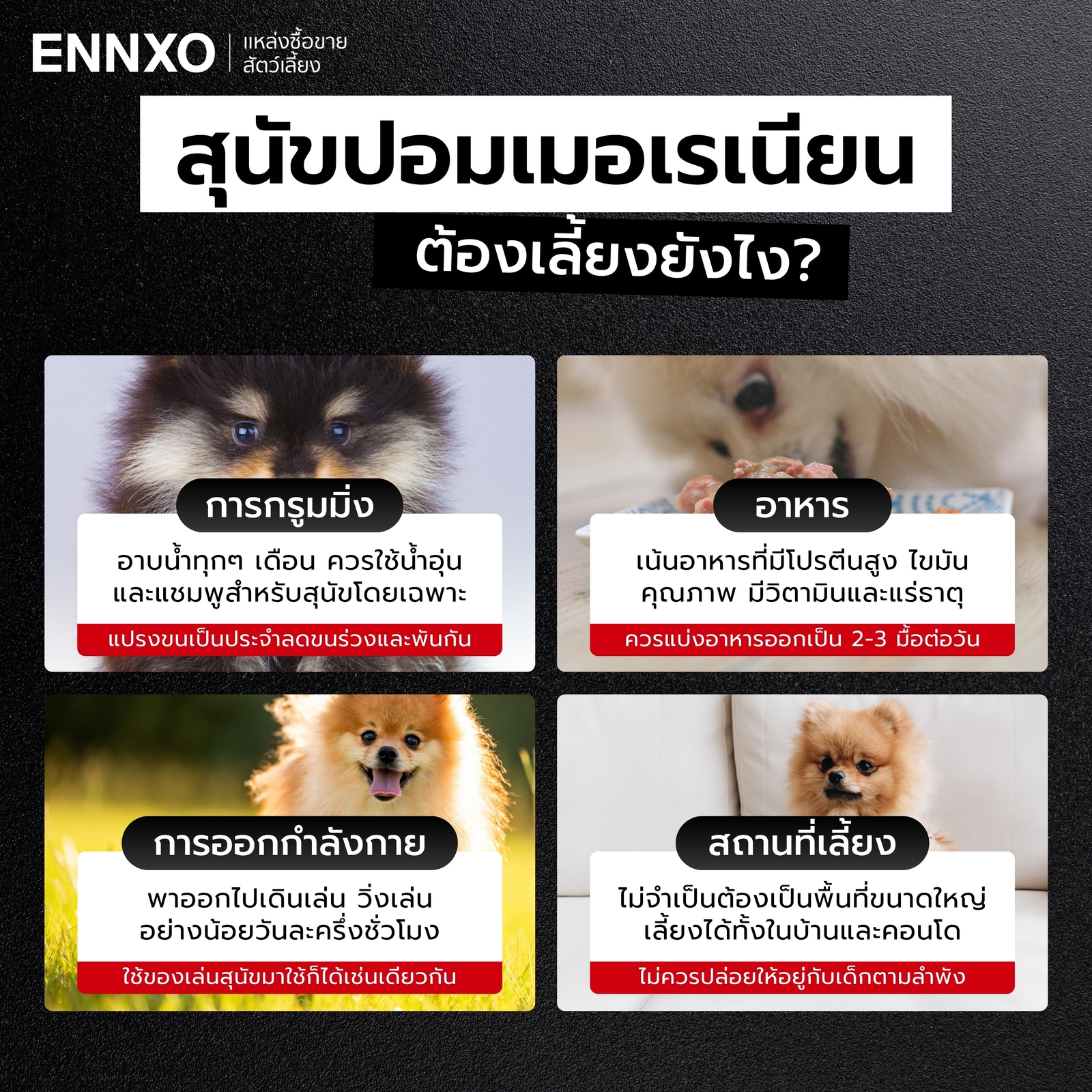 สุนัขพันธุ์ปอมเลี้ยงยากไหม วิธีเตรียมตัวเลี้ยง