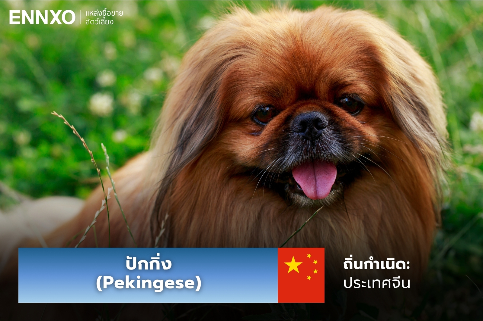 หมาปักกิ่ง