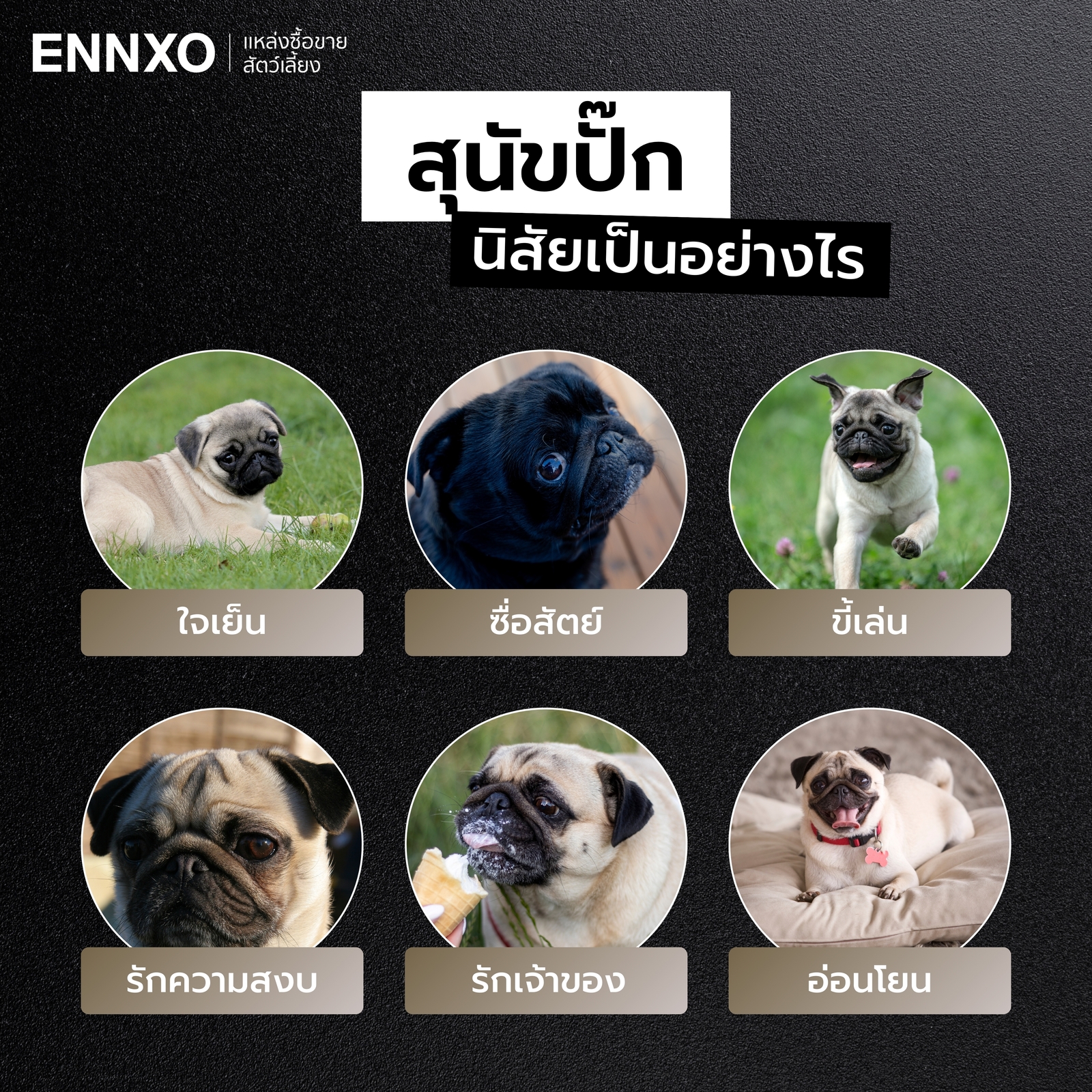 นิสัยของสุนัขปั๊ก