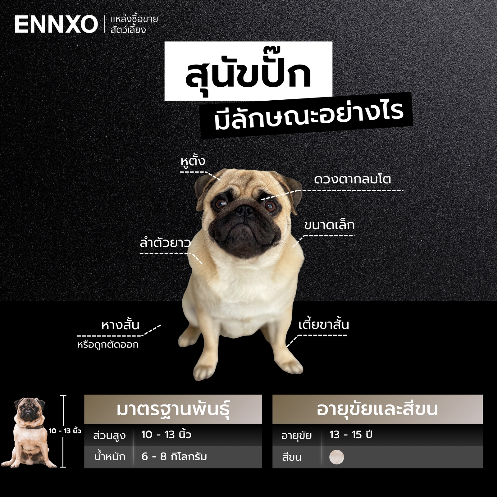 ลักษณะทางกายภาพของสุนัขปั๊ก