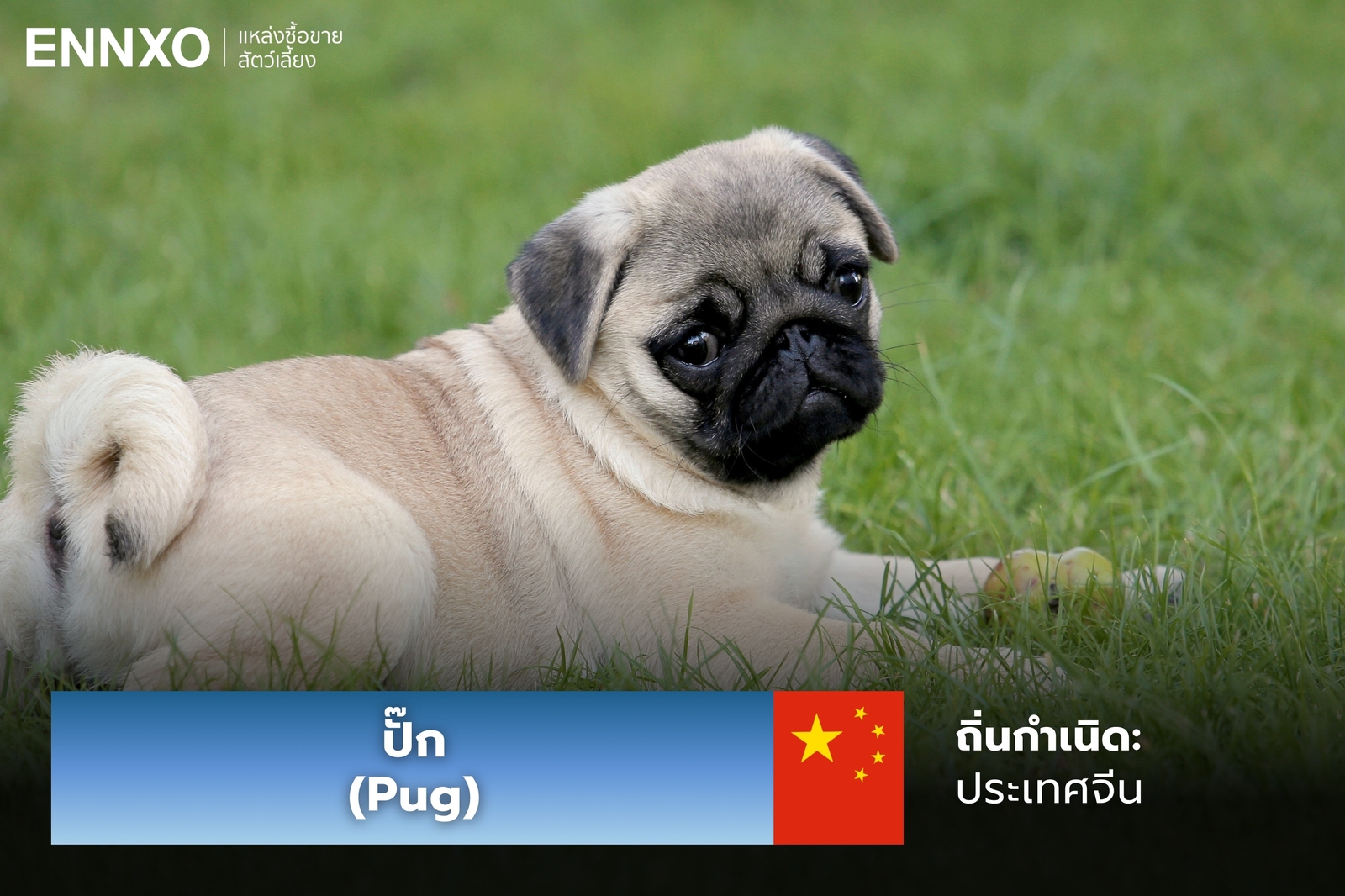 หมาปั๊ก