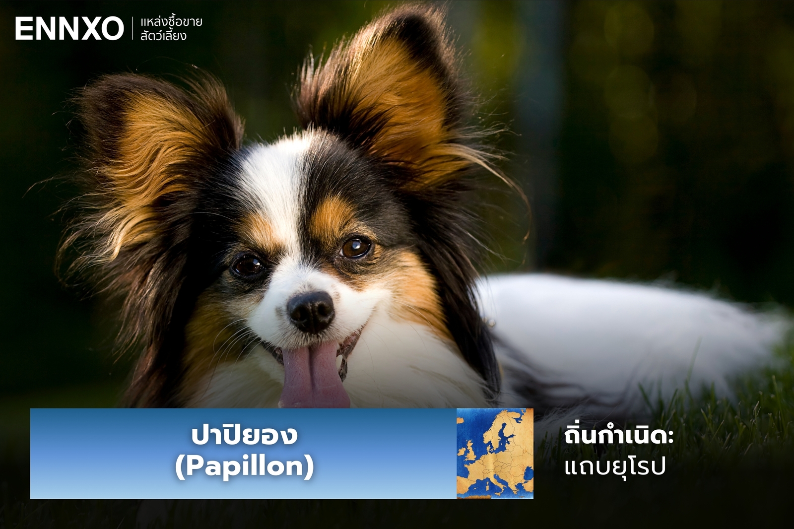 หมาปาปิยอง