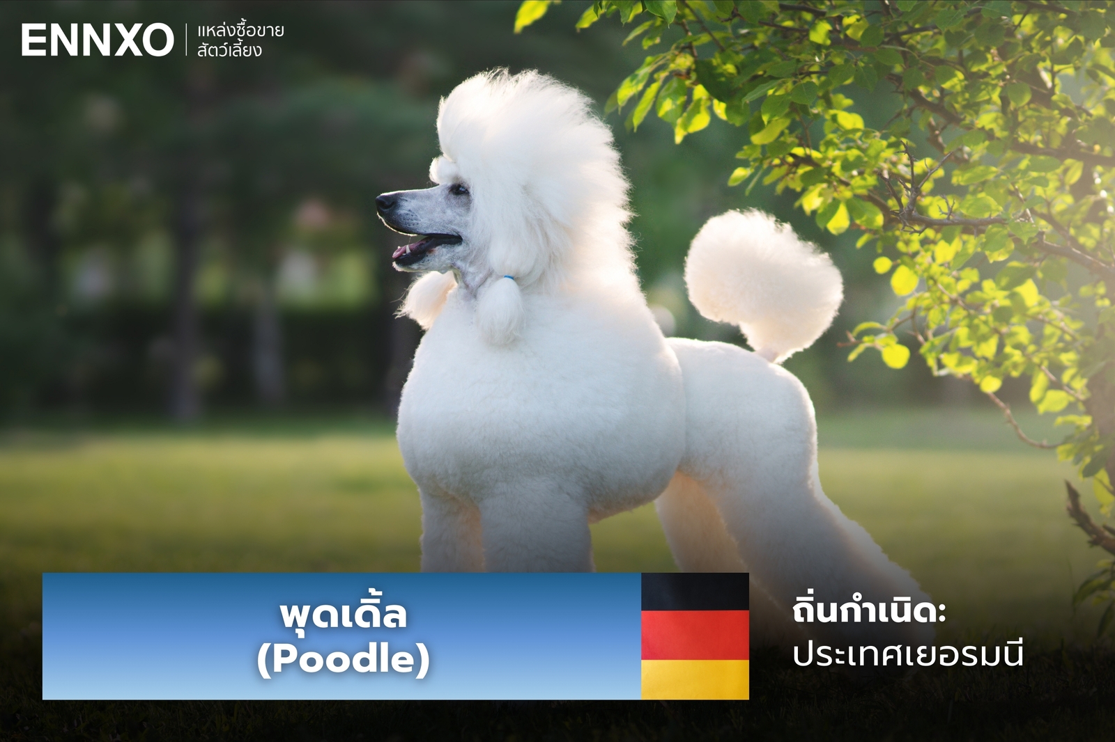 หมาพุดเดิ้ล