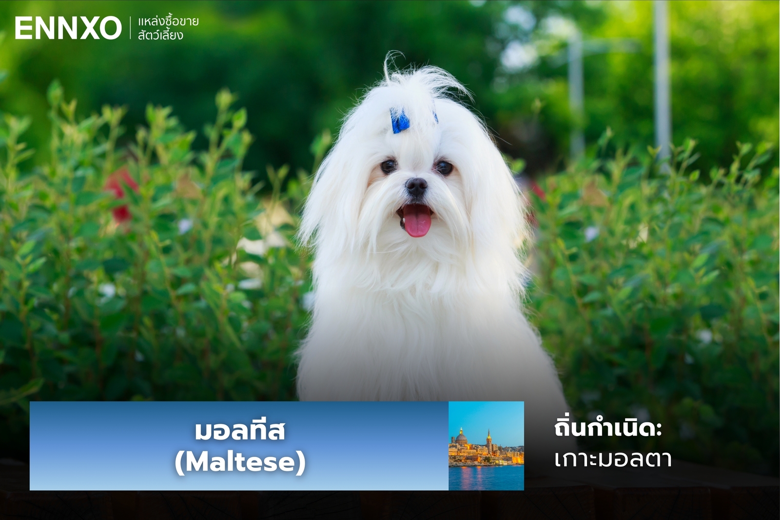 หมามอลทีส