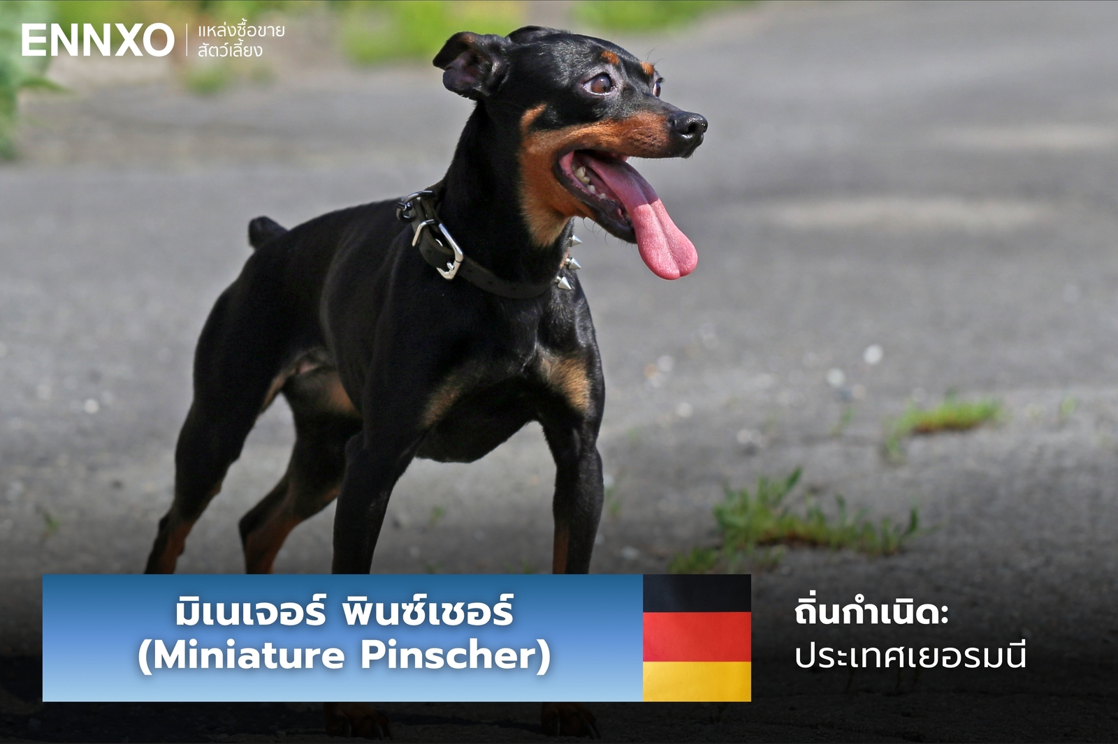 หมามิเนเจอร์ พินซ์เชอร์