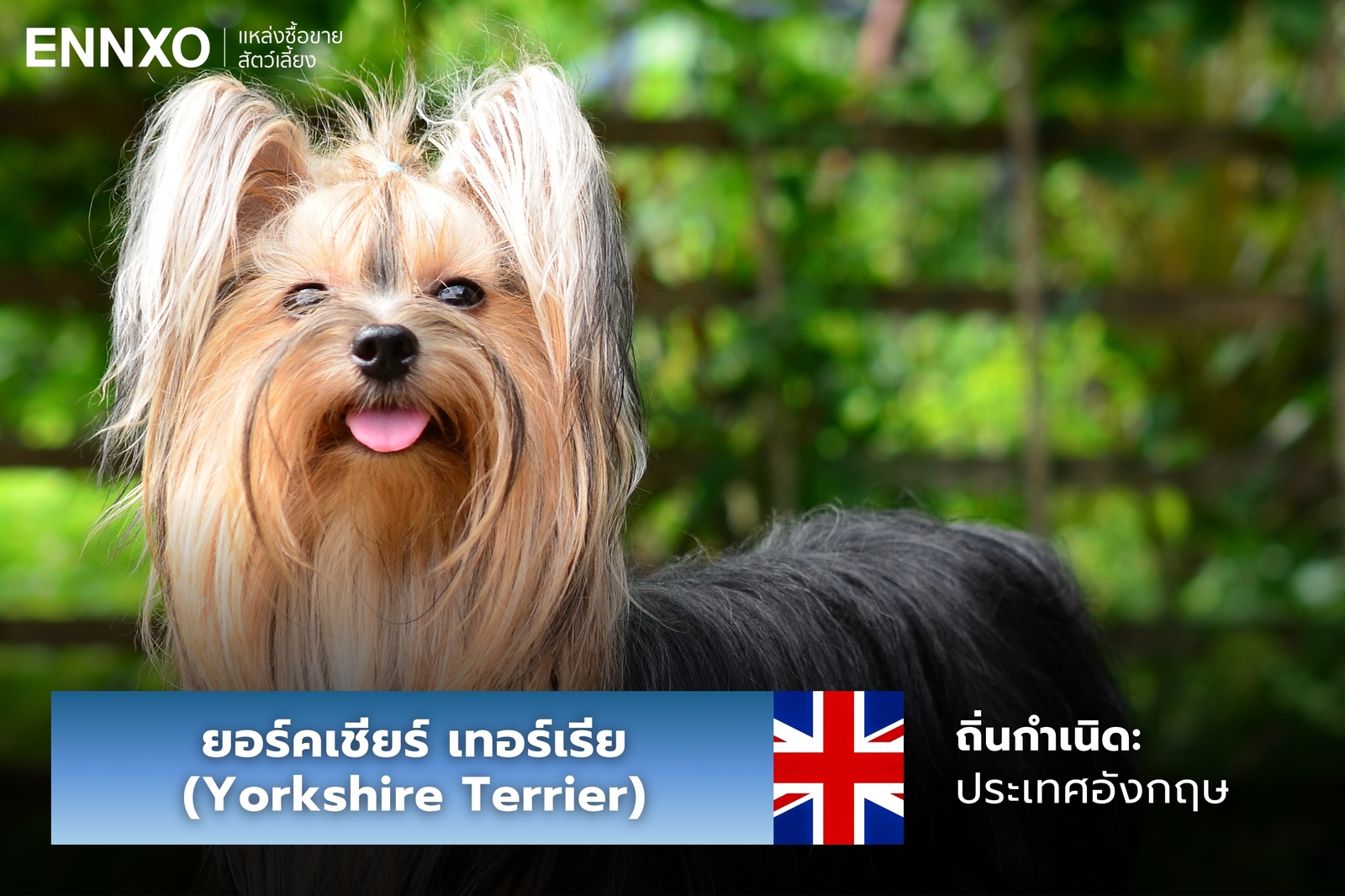 หมายอร์คเชียร์ เทอร์เรีย