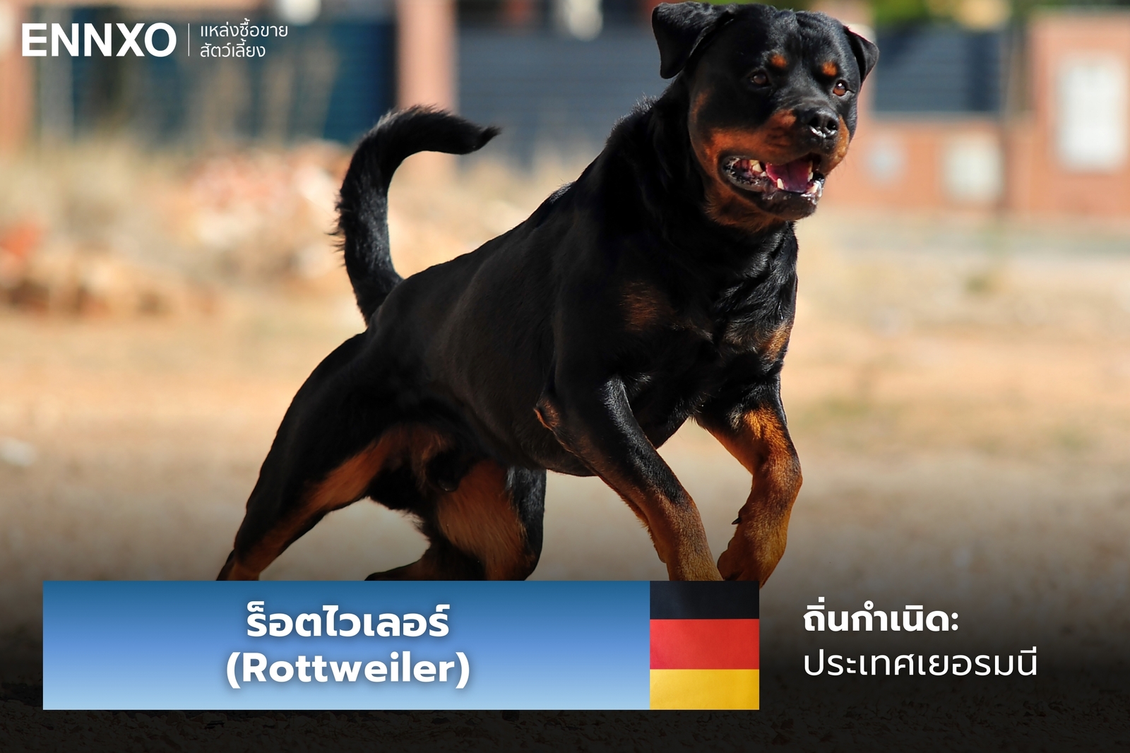 หมาร็อตไวเลอร์