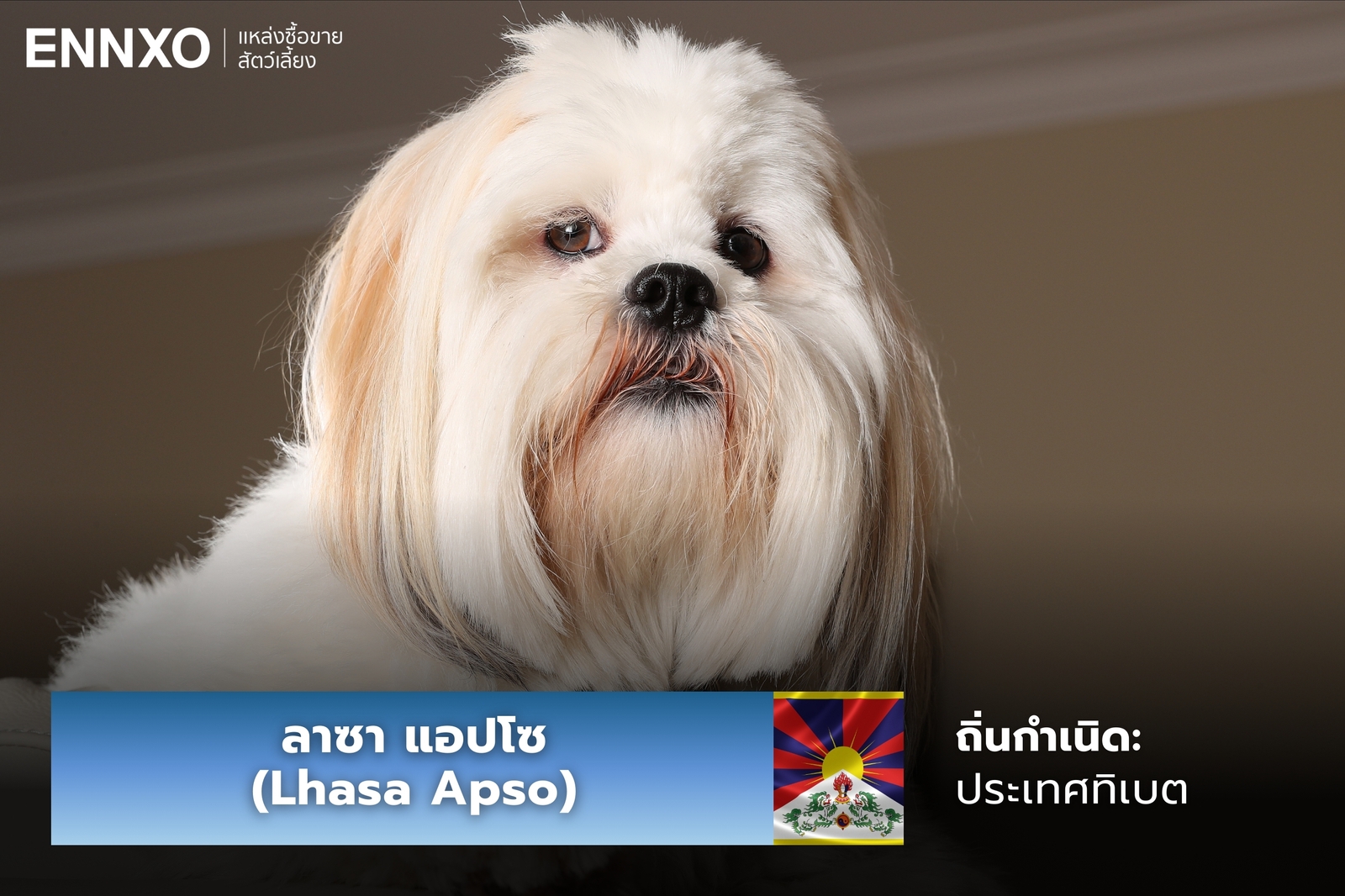 หมาลาซา แอปโซ